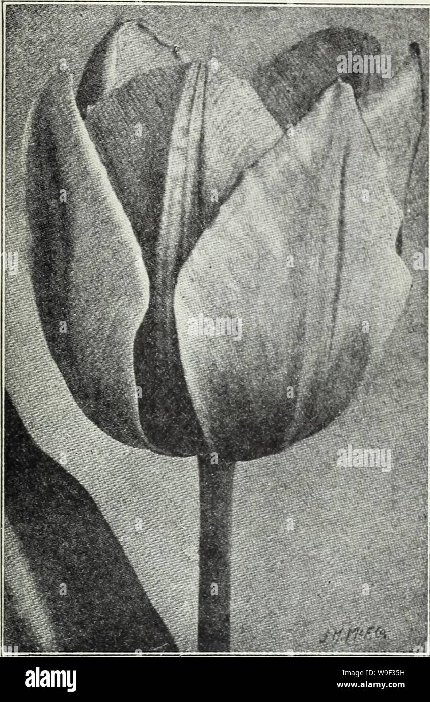 Archive image from page 12 of Currie's bulbs and plants . Currie's bulbs and plants : autumn 1928  curriesbulbsplan19curr Year: 1928 ( 130-132 East Wisconsin Avenue, Milwaukee, Wisconsin 11    Old Dutch Breeder Tulips Similar to the Damvin Tulips except in the combinations of color, which is entirely different, comprising brown and orange, purple and bronze, terra cotta, grey and lilac and other artistic colors. The flowers are large and are borne on tall strong stems. Doz. 100 1000 Apricot (Perfection) — (25) Large, bronze shaded apricot, olive base $i.lO $ 7.50 $70.00 UneohiiK — (30) Very ha Stock Photo