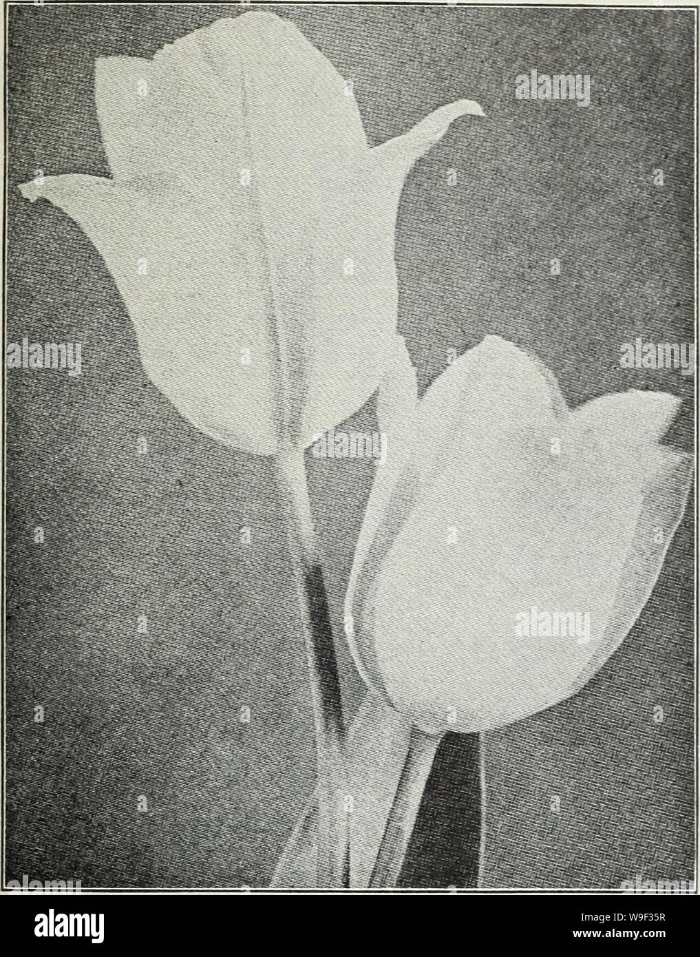 Archive image from page 12 of Currie's autumn 1929 54th year. Currie's autumn 1929 54th year bulbs and plants  curriesautumn19219curr Year: 1929 ( Currie's Seed Store, Milwaukee, Wisconsin    EARLY DOUBLE FLOWERING TULIPS Azalea—(E. 8) Beautiful deep rose flushed salmon. Doz., 1.25; 100, 8.50; 1000, 80.00. Boule de Neige—(E. 10) Large pure white. Doz., 95c; 100, 6.50; 1000, 60.00. Couronne d'Or (Crown of Gold) — (E. 10) Flower large and very double, rich golden j-cllow shaded orange. Doz., 1.20; 100, .00; 1000, 75.00. Electra—(E. 8) Carmine shaded light violet; very large and beautiful. Doz., Stock Photo