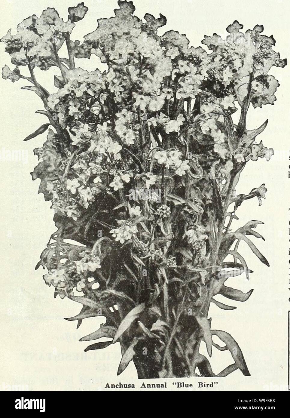 Archive image from page 12 of Currie's garden annual  spring,. Currie's garden annual : spring, 1935 60th year  curriesgardenann19curr 1 Year: 1935 ( ARGEMONE GRANDIFLORA (The Prickly Poppy)—2 ft. They have branching, prickly stems with glaucous leaves with spiny margins. The large Poppylike, white flow- ers of silken texture with a mass of golden anthers in the centers makes them additionally attractive. Pkt. 10c ANNUAL ANCHUSA (Blue Bird) A new annual Anchusa, which grows about 18 inches tall; is of compact habit and bears its rich indigo flowers at the top of the plant. Pkt. 15c For Perenni Stock Photo