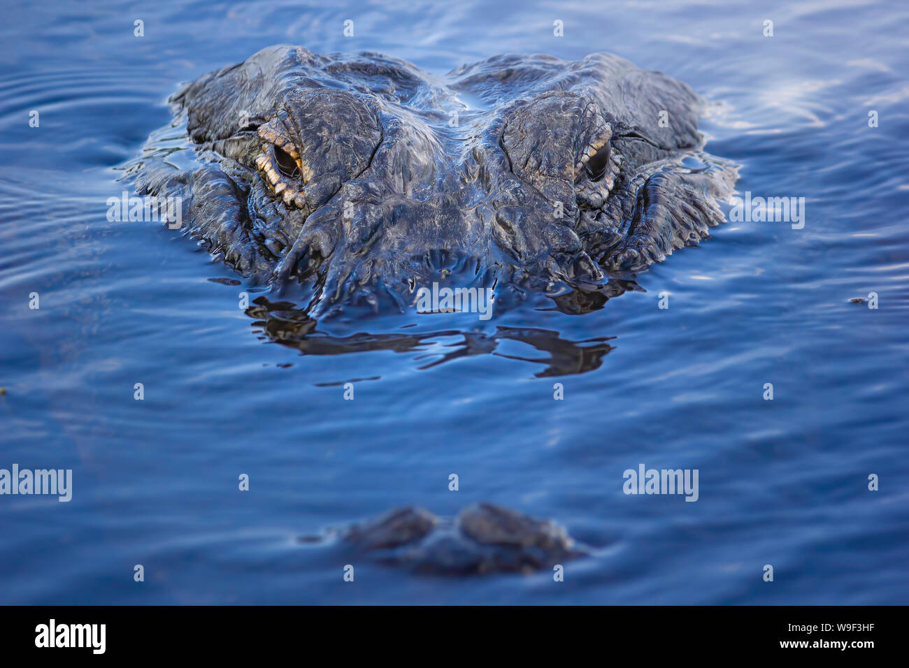 A twelve foot American Alligator swims toward the camera in the Florida Everglades. Stock Photo