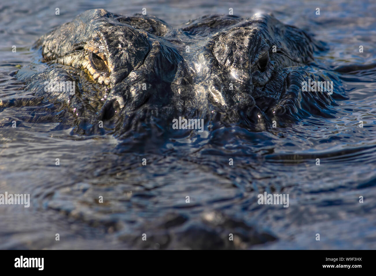 A twelve foot American Alligator stares directly into the camera in the Florida Everglades. Stock Photo