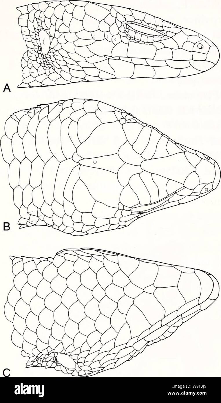 Archive image from page 13 of Current herpetology (2000). Current herpetology  currentherpeto2112002niho Year: 2000 ( 12 Current Herpetol. 21(1) 2002    C Fig. 3. Lateral (A), dorsal (B), and ventral (C) views of head scales of Tropidophorus lati- scutatus sp. nov. (holotype, TNHM-R-60001). type, collected from 20 to 23 October 1996. Diagnosis A Tropidophorus with moderately depressed head, body, and tail; scales on dorsal surface of head smooth as a whole, but those in temporal region more or less keeled; fronto- nasal undivided; 6-7 superciliaries; paraver- tebral scales smooth or feebly kee Stock Photo