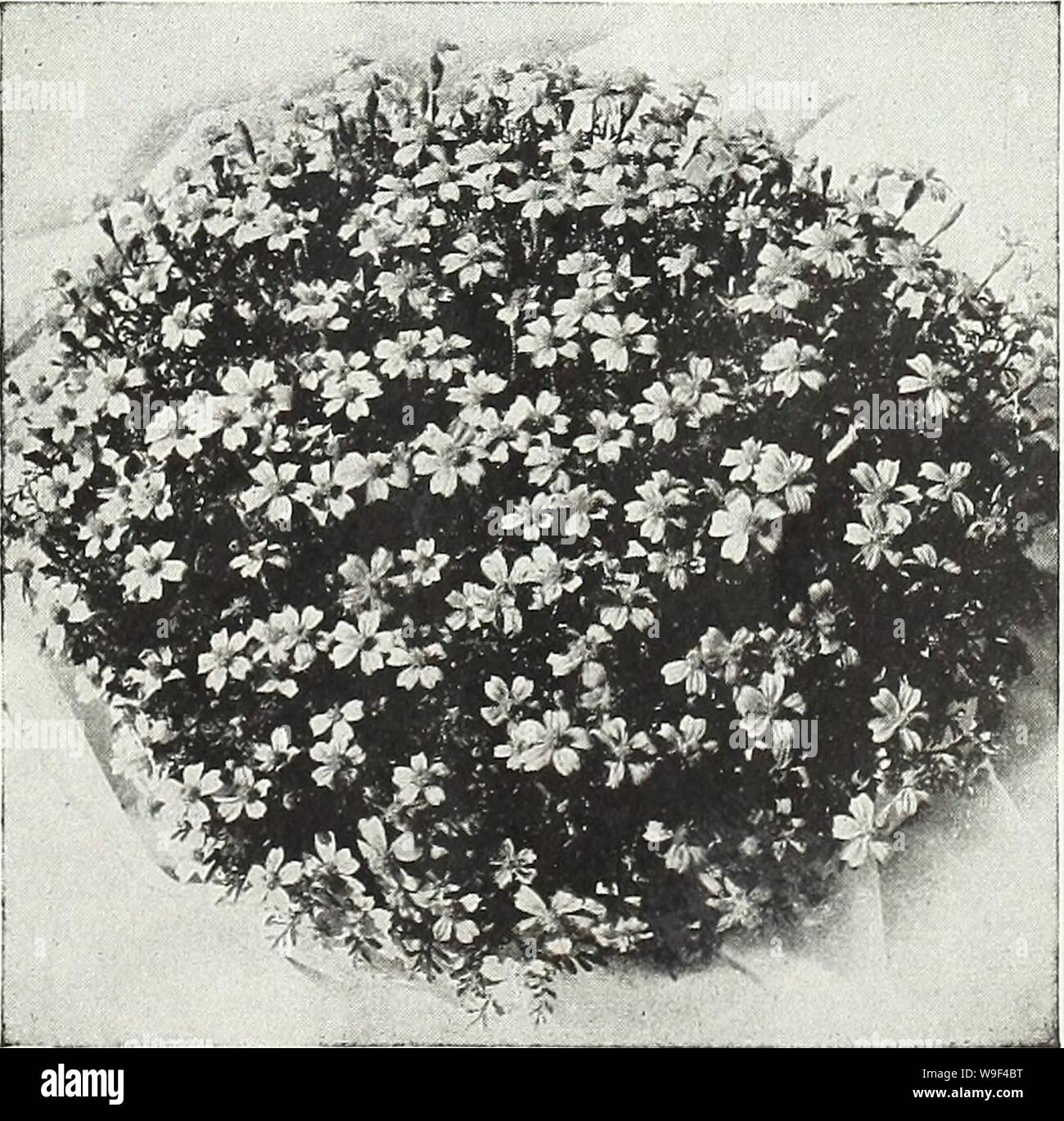 Archive image from page 14 of Currie's garden annual  spring. Currie's garden annual : spring 1936 61st year  curriesgardenann19curr 2 Year: 1936 ( Phlox Art Shades NASTURTIUM DWARF DOUBLE GEM MIXTURE Our Gem Mixture, composed of an evenly balanced range of cheerful colors on dwarf, compact, gem-like plants, is the ideal annual for borders and edging use. The plants are truly dwarf and compact, totally with- out runners, and hold their compact form even in rainv climates where they will be a boon to garden makers. At the California International Exposition in San Diego, where they are being ex Stock Photo