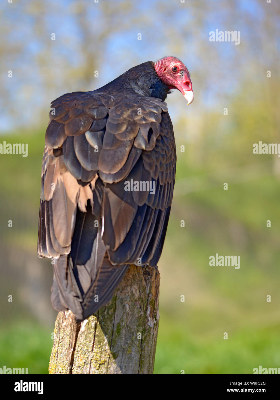 Urubu perched hires stock photography and images Alamy