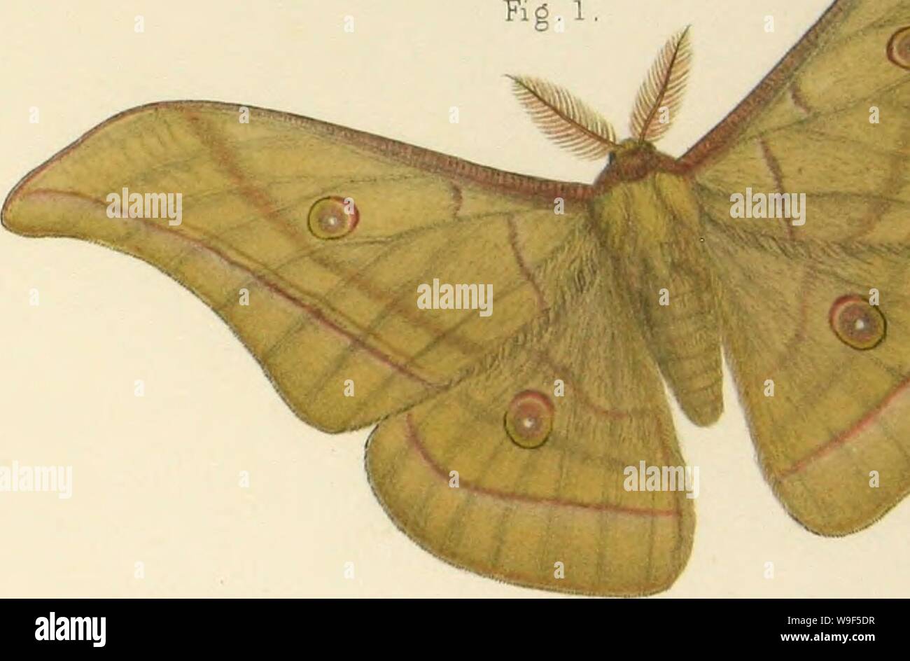 Archive image from page 16 of The silkworm moths of India;. The silkworm moths of India; or, Indian Saturnidae, a family of Bombycia moths, with antennae of males distichously pectinate and body wooly. Six plates, containing 25 figures, coloured after nature hitherto unpublished, but prepared for a contemplated work on the silkworm moths of India  CUbiodiversity1128599 Year: n.d.] ( Fitf.l Stock Photo