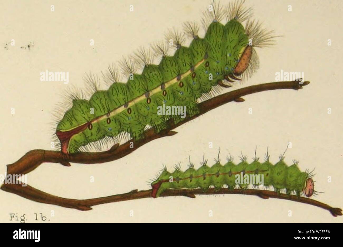 Archive image from page 16 of The silkworm moths of India; Stock Photo