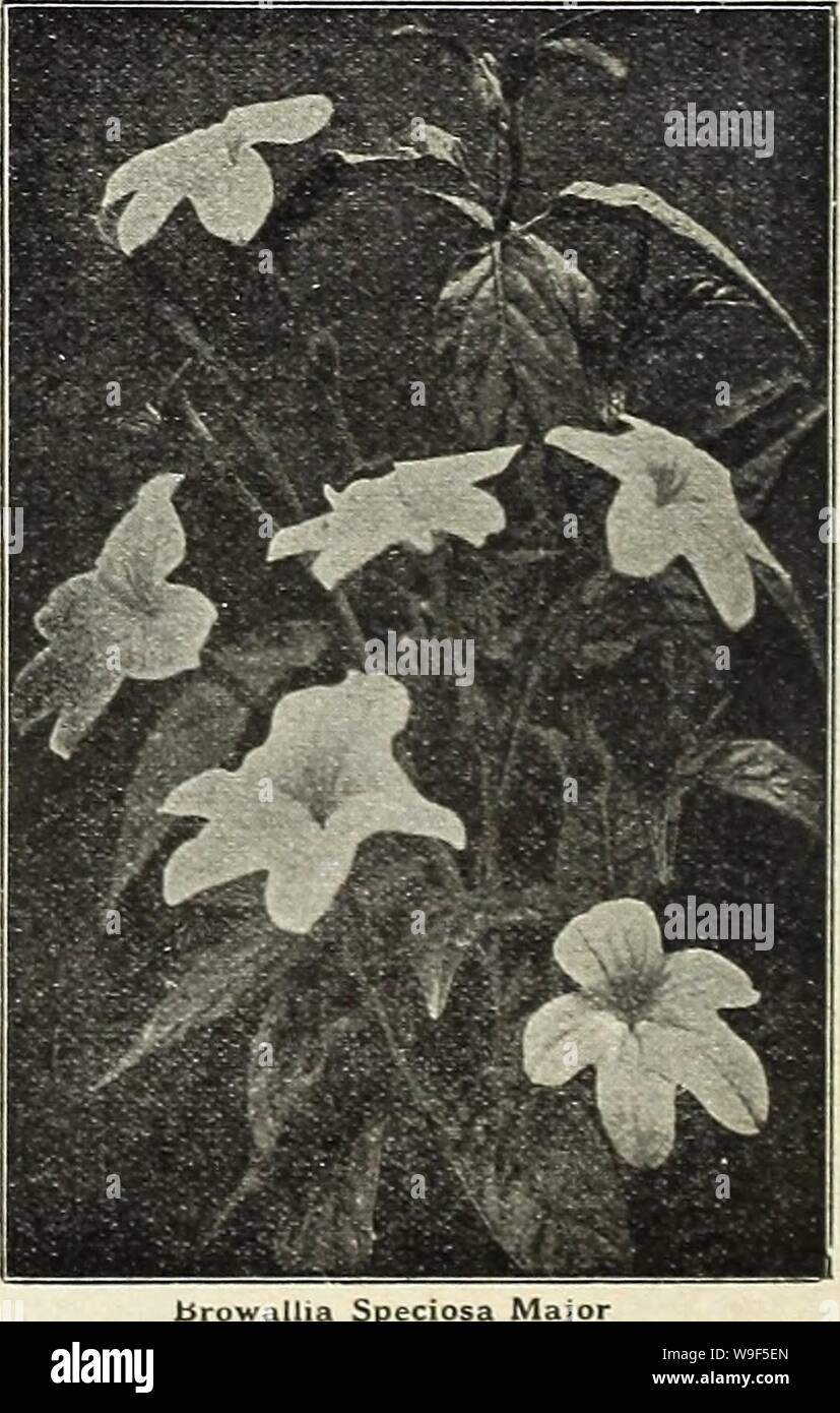 Archive image from page 17 of Currie Bros  fifty-eighth year. Currie Bros. : fifty-eighth year 1933  curriebrosfiftye19curr Year: 1933 ( BALSAM (Ladfs Slipper) A handsome annual, forming dwarf, bushy plants, which are covered with flowers throughout the sea- son. We offer strains unsurpassed in beauty and doubleness of the flowers. Sow in rich sofl and transplant two or three times so as to dwarf the plants and make the flowers more double. DOUBLE CAMELIA FLOWERED—White, extra fine. Pkt, 10c; !4 oz., 25c. DOUBLE CAMELL FLOWERED—Finest mixed Pkt., 10c; 14 oz., 25c. BLUE LACE FLOWER DIDISCUS CO Stock Photo