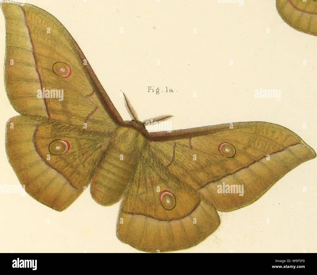 Archive image from page 16 of The silkworm moths of India; Stock Photo