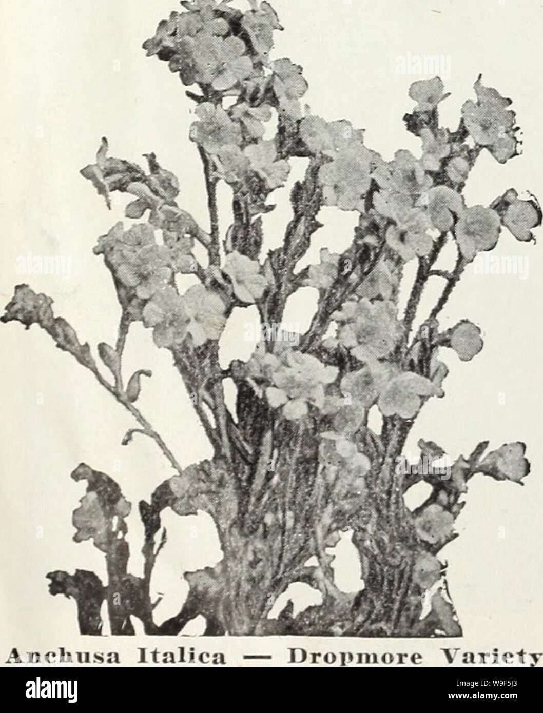 Archive image from page 17 of Currie's bulbs and plants . Currie's bulbs and plants : autumn 1928  curriesbulbsplan19curr Year: 1928 ( ACHILLEA (Milfoil or Yarrow) Bears dense heads of pink flowers all Flowers double white, borne in Millefolium Rosea summer. Ptanuica fl. pi. 'The Pearl' — great profusion all season. Price, each, 25c; per dozen, $2.50. Antheiiiis Tinctoria ACONITU31 (3Ioukshood) Summer and fall flowering- hardy plants with bold spikes of hood-shaped flowers, thriving either in sun or shade. Fischeri — Flowers very large, pale blue, 18 inches. Price, each, S5c; per doz., $3.50. Stock Photo