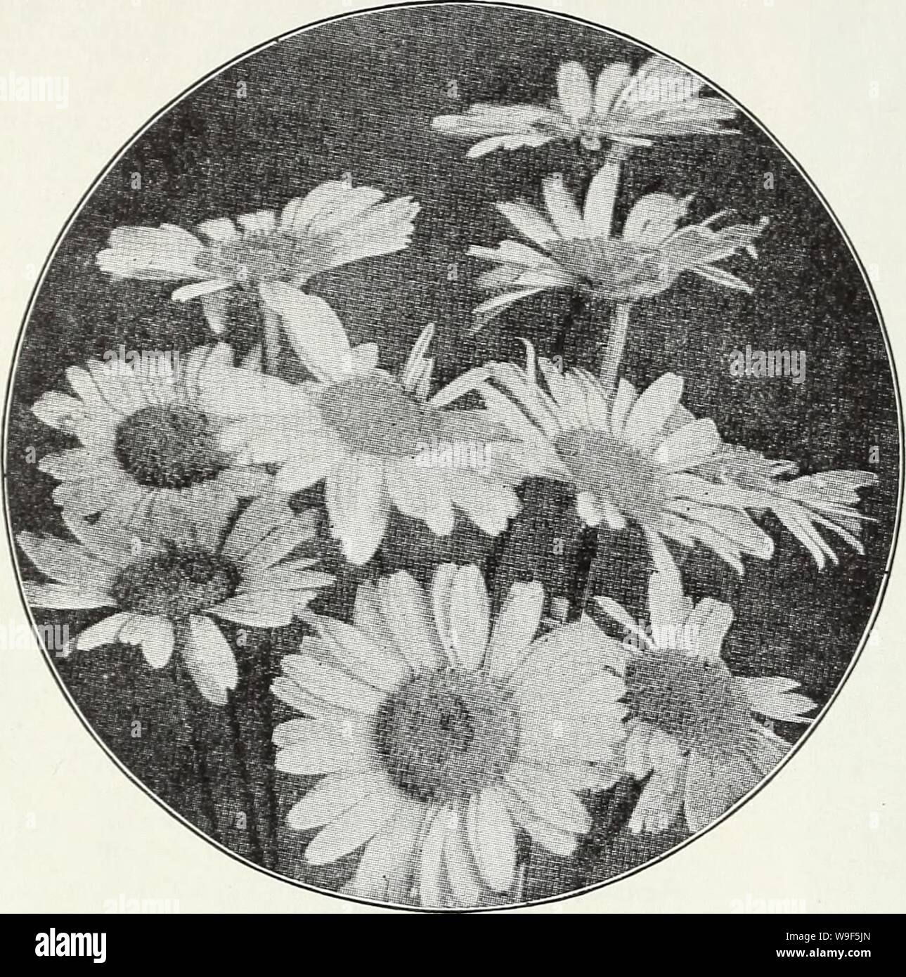 Archive image from page 17 of Currie's bulbs and plants . Currie's bulbs and plants : autumn 1928  curriesbulbsplan19curr Year: 1928 ( 16 A. Currie & Co., Bulbs and Plants Hardy Perennial Plants Add for Postage if ordered by Parcel Post.    ACHILLEA (Milfoil or Yarrow) Bears dense heads of pink flowers all Flowers double white, borne in Millefolium Rosea summer. Ptanuica fl. pi. 'The Pearl' — great profusion all season. Price, each, 25c; per dozen, $2.50. Antheiiiis Tinctoria ACONITU31 (3Ioukshood) Summer and fall flowering- hardy plants with bold spikes of hood-shaped flowers, thriving either Stock Photo