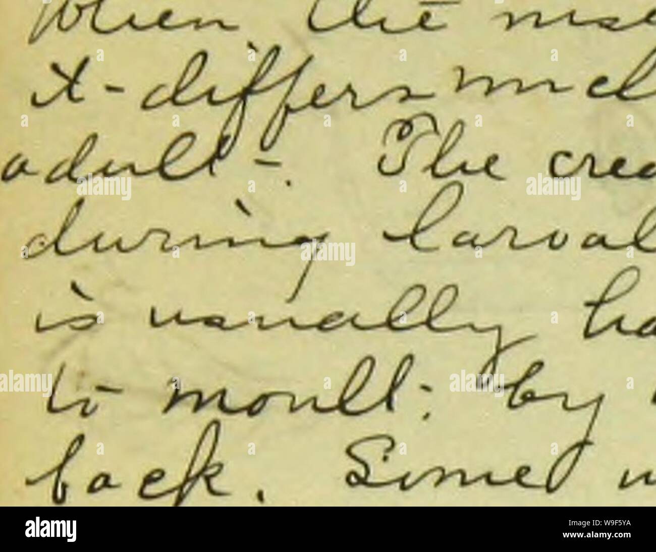 Archive image from page 17 of Notes on entomology a syllabus. Notes on entomology: a syllabus of a course of lectures delivered at the Cornell University ..  CUbiodiversity1170270 Year: 1875 ( â Ui    'uLa.-.JC/ c-'-Jt) â¢/Ct-tir' a.'i.iLyyJUtiJ UW'-r- -- Stock Photo