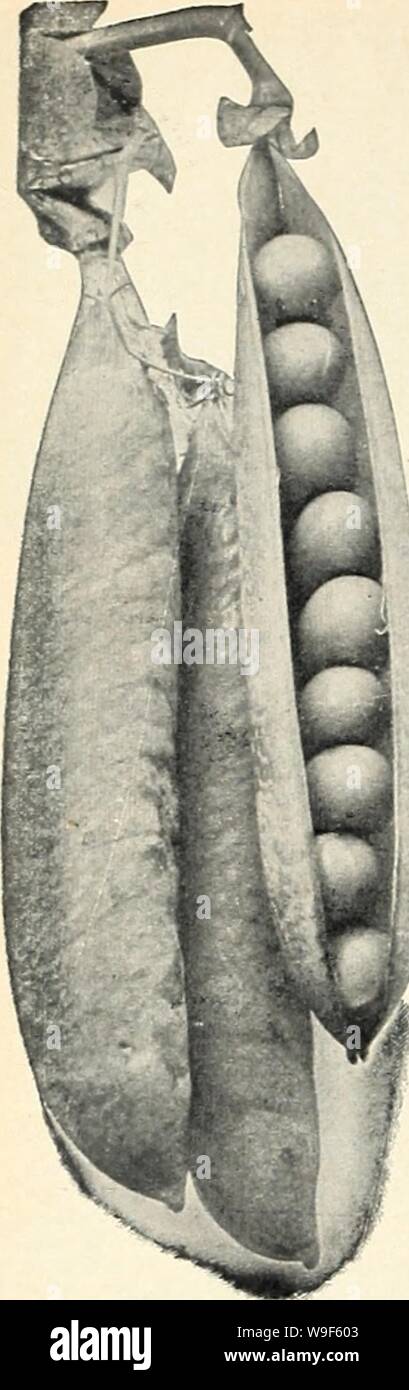 Archive image from page 17 of Currie's garden annual (1941). Currie's garden annual  curriesgardenann19curr 6 Year: 1941 ( TELEPHONEâFavorite late peo. Pods large, contoining 7 or 8 very large wrinkled peas of o rich, sugary flavor. Height, 4 feet. 1/2 lb., 20c; lb., 35c; 2 lbs., 65c; 5 lbs., 90e; 10 lbs., SI .60; Pkt., 10c. IMPROVED STRATAGEM â Pods lorge and well filled with richly flavored, extra large, wrinkled peas. Height 21/2 feet, i/i lb., 20c; lb., 35c; 2 lbs., 65c; 5 lbs., 90c; 10 lbs., $1.70; Pkf., lOe. ONWARDâNew mid-seoson vo- riety, coming in just ahead of Telephone. 3 feet in he Stock Photo