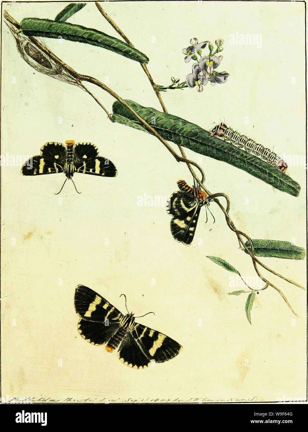 Archive image from page 18 of A natural history of the. A natural ...
