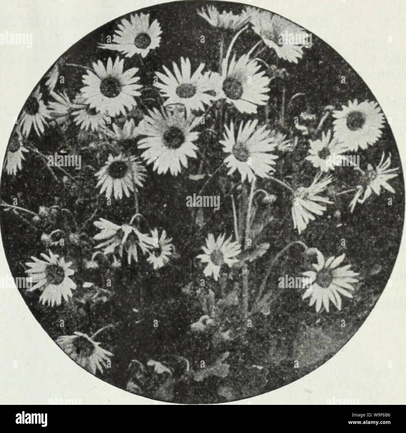 Archive image from page 18 of Currie's farm and garden annual. Currie's farm and garden annual : spring 1930  curriesfarmgarde19curr Year: 1930 ( Arctotis Grandis. ASPARAGUS Plumosus Nanus (Asparagus Fern)—Graceful plants, easily grown in the dwelling house. Pkt. (15 seeds), 10c. Sprengeri (Emerald Feather)—A pretty plant for pot culture with drooping fronds.. Pkt., 10c; 100 seeds, 25c. ARMERIA (SEA PINK OR THRIFT) Laucheana—Bright rosy red, 3-6 inches. May-June Pkt. .$0.15 ARENARIA (SANDWORT) Montana—Close tufts, profusely covered with small silvery white flowers early in the season 15 ARABIS Stock Photo