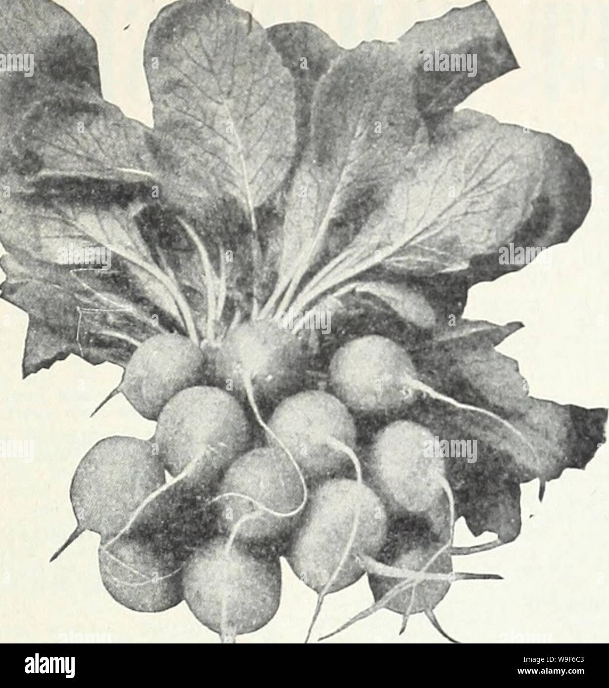 Archive image from page 18 of Currie's 65th year garden annual. Currie's 65th year garden annual  curries65thyearg19curr Year: 1940 ( Radish—Earliest Scarlet Globe Forcing i Cardinal Globe! EARLIEST SCARLET GLOBE (Cardinal Globe) EXTRA SELECTED SHORT- LEAVED STOCK—The standard for either early forcing or open ground work. Our stock of it is unsurpassed. The skin is bright carmine; flesh white, firm and crisp. Oi., 15c; 1/4 lb., 25c; lb., 70c; 10 lbs., $6.50; Pkt., 10c. SAXA—Earliest to mature. Grow- ers have had thern ready for use 2 weeks after planting. Round, thin, bright red skin and crisp Stock Photo
