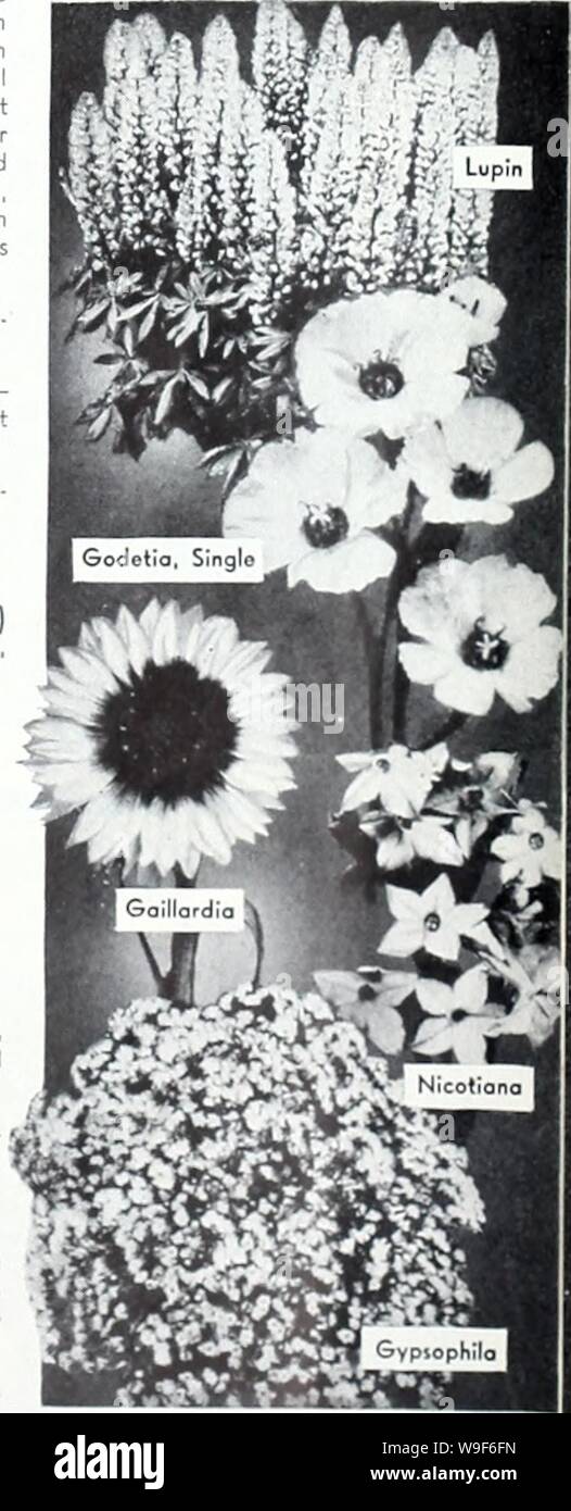 Archive image from page 18 of Currie's garden annual  1939. Currie's garden annual : 1939  curriesgardenann19curr 5 Year: 1939 ( Po ge ZULU STRAIN — A hybrid strain of dark leaved varieties, the flowers are double in shades of crimson and scarlet. Pkt., 20c. DOUBLE — Showy and decorative, extra choice mixed. Pkt., lOc. SINGLE — Extra choice mixed. Pkt., LILLIPUT — Small flowered single flowers, grows about I foot high, very pretty for beds or borders, splendid assortment of colors. Pkt., 15c. Dahlia Bulbs—See page 35 DATURA (Angel's Trumpet Flower) Showy, hardy annuals, 3 to 4 feet high, beari Stock Photo