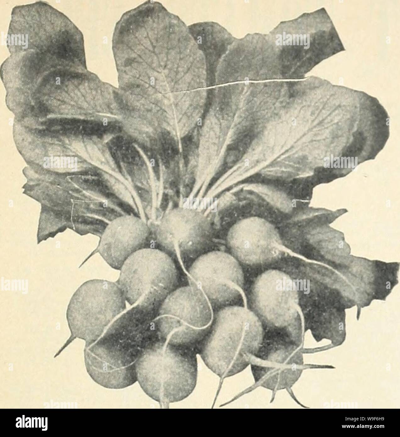 Archive image from page 18 of Currie's garden annual (1941). Currie's garden annual  curriesgardenann19curr 6 Year: 1941 ( Radish—EorLcst Scarlet Globe Forcing (Cardinal Globcl EARLIEST SCARLET GLOBE (Cardinal Globe) EXTRA SELECTED SHORT- LEAVED STOCK—The standard for either early forcing or open ground work. Our stock of it is unsurpossed. The skin is bright carmine; flesh white, firm and crisp. Ox., 15e; '4 lb., 35c; lb., 90c; 10 lbs., $8.00; Pkt., 10c. SAXA—Earliest to mature. Grow- ers hove hod them ready for use 2 weeks after planting. Round, thin, bright red skin and crisp, white flesh. Stock Photo
