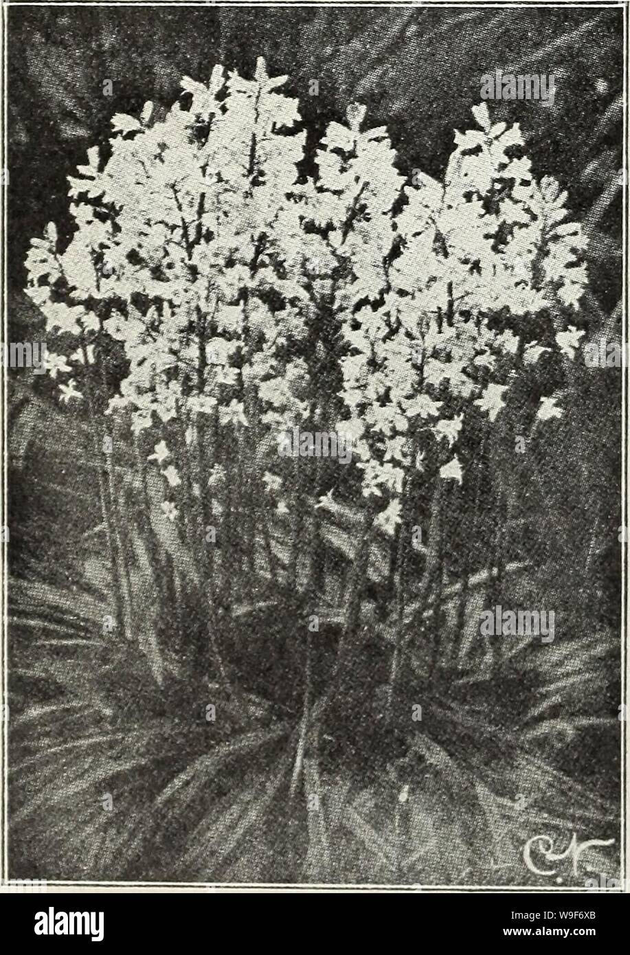 Archive image from page 19 of Currie's autumn 1929 54th year. Currie's autumn 1929 54th year bulbs and plants  curriesautumn19219curr Year: 1929 ( Grape Hyacinths GRAPE HYACINTHS (Hyacinthus muscari) Forms small spikes of flowers resembling a bunch of grapes. Perfectly hardy. Botryoldes Blue—Doz., 50c; 100, 3.00. Botryoides White—Doz., 80c; 100, 6,00. Heavenly Blue—The best and largest of the Grape Hyacinths. Good for pot culture as well as out'doors. Doz., 60c; 100, 4.00. ORNITHOGALUM (Star of Bethlehem) Umbellatum—Pretty white star shaped flowers, inside striped green, borne in umbels about Stock Photo