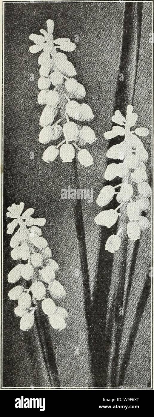 Archive image from page 19 of Currie's autumn 1929 54th year. Currie's autumn 1929 54th year bulbs and plants  curriesautumn19219curr Year: 1929 ( 14 Currie's Seed Store, Milwaukee, Wisconsin    Grape Hyacinths GRAPE HYACINTHS (Hyacinthus muscari) Forms small spikes of flowers resembling a bunch of grapes. Perfectly hardy. Botryoldes Blue—Doz., 50c; 100, 3.00. Botryoides White—Doz., 80c; 100, 6,00. Heavenly Blue—The best and largest of the Grape Hyacinths. Good for pot culture as well as out'doors. Doz., 60c; 100, 4.00. ORNITHOGALUM (Star of Bethlehem) Umbellatum—Pretty white star shaped flowe Stock Photo