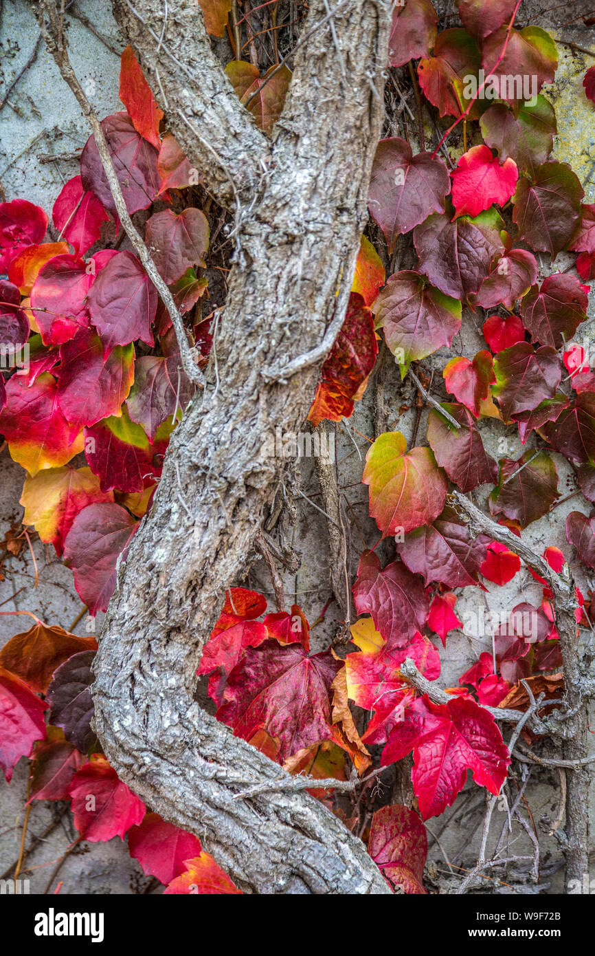 colorful leaves at stone wall at Castle Ward Stock Photo