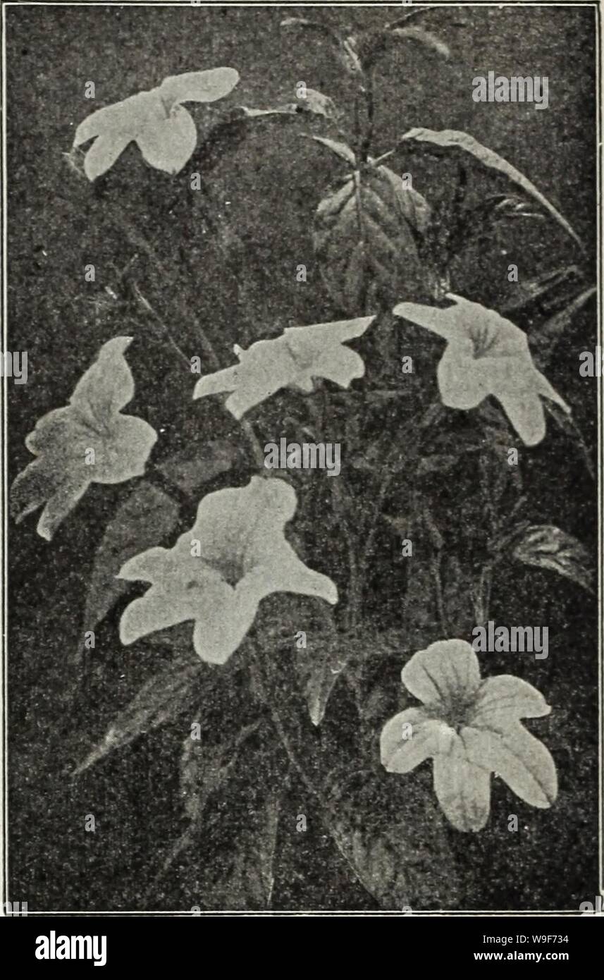 Archive image from page 19 of Currie's farm and garden annual. Currie's farm and garden annual : spring 1930  curriesfarmgarde19curr Year: 1930 ( Browallia Speciosa Major. CRUCIANELLA (CROSSWORT) Hardy perennial, suitable for rock Stylosa bright purple, ball shaped, 6 inches â ork, flowers .15 Giant Marg CARNATION CHABAUD'S GIANT IMPROVED A new- acquisition in the line of Carnations; coming into bloom six months from seed and continuing to bloom throughout the summer. The plants are of robust upright habit; they form ten to twenty stalks, bearing huge flowers of fine form; they come about 90 d Stock Photo