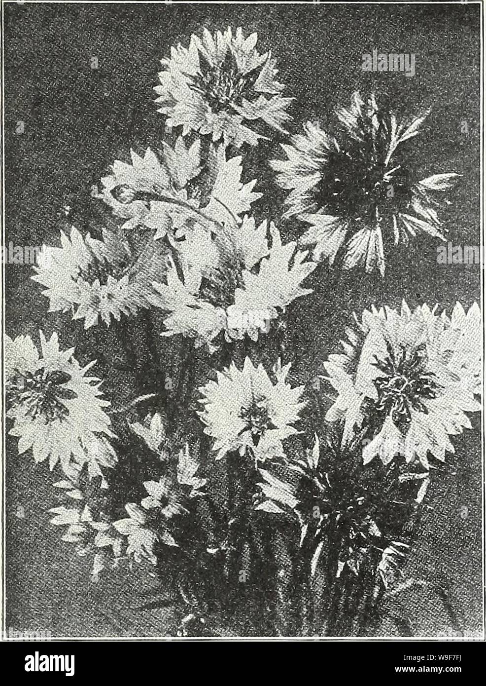 Archive image from page 20 of Currie's garden annual  spring,. Currie's garden annual : spring, 1935 60th year  curriesgardenann19curr 1 Year: 1935 ( CURRIE BROTHERS CO., MILWAUKEE, WIS. Page 17    ientaurea Cyanus CHERIANTHUS ALLIONI (Siberian Wallflower)—A fine variety of hardy Wallflower, used mostly as an annual having bright orange-colored flowers with dark green foli- age; a splendid rock plant. Seeds, Pkt., 10c. LINIFOLIUS (Alpine Wallflower)—Forms compact plants about 9 inches high with numerous small spikes of bright mauve flowers, makes a very neat line. 50c per V4, oz.; 15c pkt. CLA Stock Photo