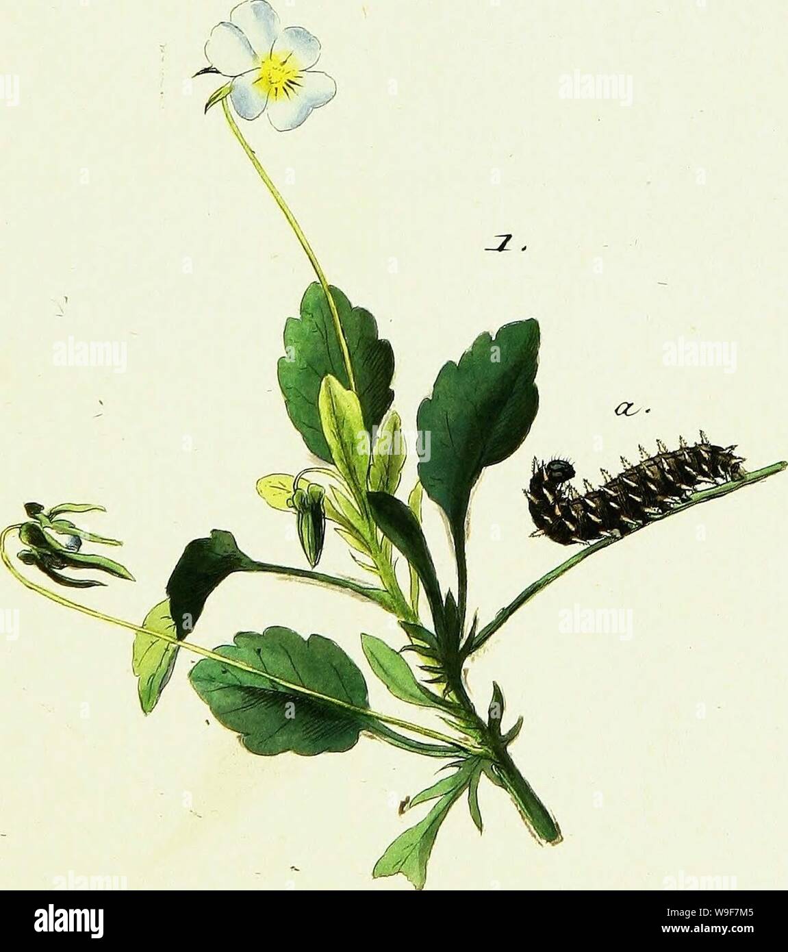 Archive image from page 20 of Geschichte europäischer Schmetterlinge (1806). Geschichte europäischer Schmetterlinge  CUbiodiversity1742385-9607 Year: 1806 ( 67) . a.Z. ctJu Stock Photo