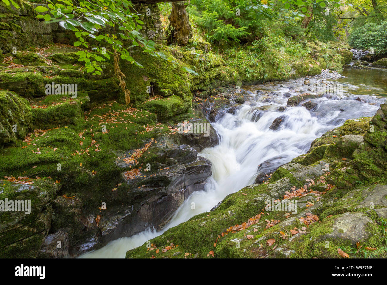 Tollymore Forest Park, Newcastle, Co Down, Northern Ireland Stock Photo