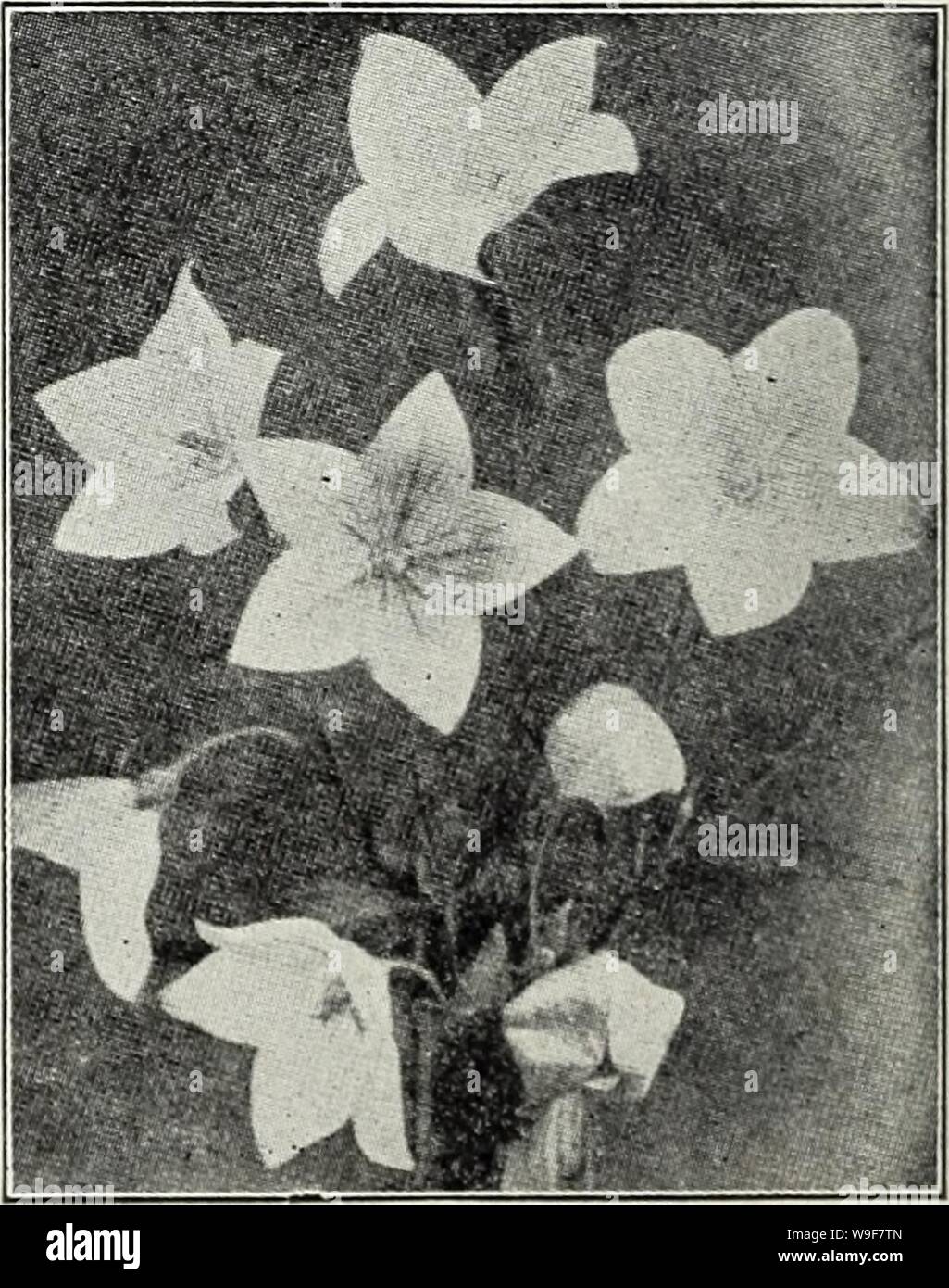 Archive image from page 21 of Currie's bulbs and plants . Currie's bulbs and plants : autumn 1928  curriesbulbsplan19curr Year: 1928 ( Myosotis RANUNCULUS (Buttercup) Acris 11. pi. — Double golden- yellow flowers. Repens fl. pi.—A creeping varie- ty with golden-yellow flowers. Price, each, 25c; per doz., $2.50. RUDBECKIA (Cone Flowers) Golden Glow — Grows 6 feet high, bearing masses of double golden-yellow flowers. Fulgida — Orange yellow with black center. Purpurea—Large, reddish-purple flowers with brown cone. Price, each, 25c; per &lt;lozen, $2.50. SALVIA (Meadow Sage) Azurea Grandiflora—rB Stock Photo