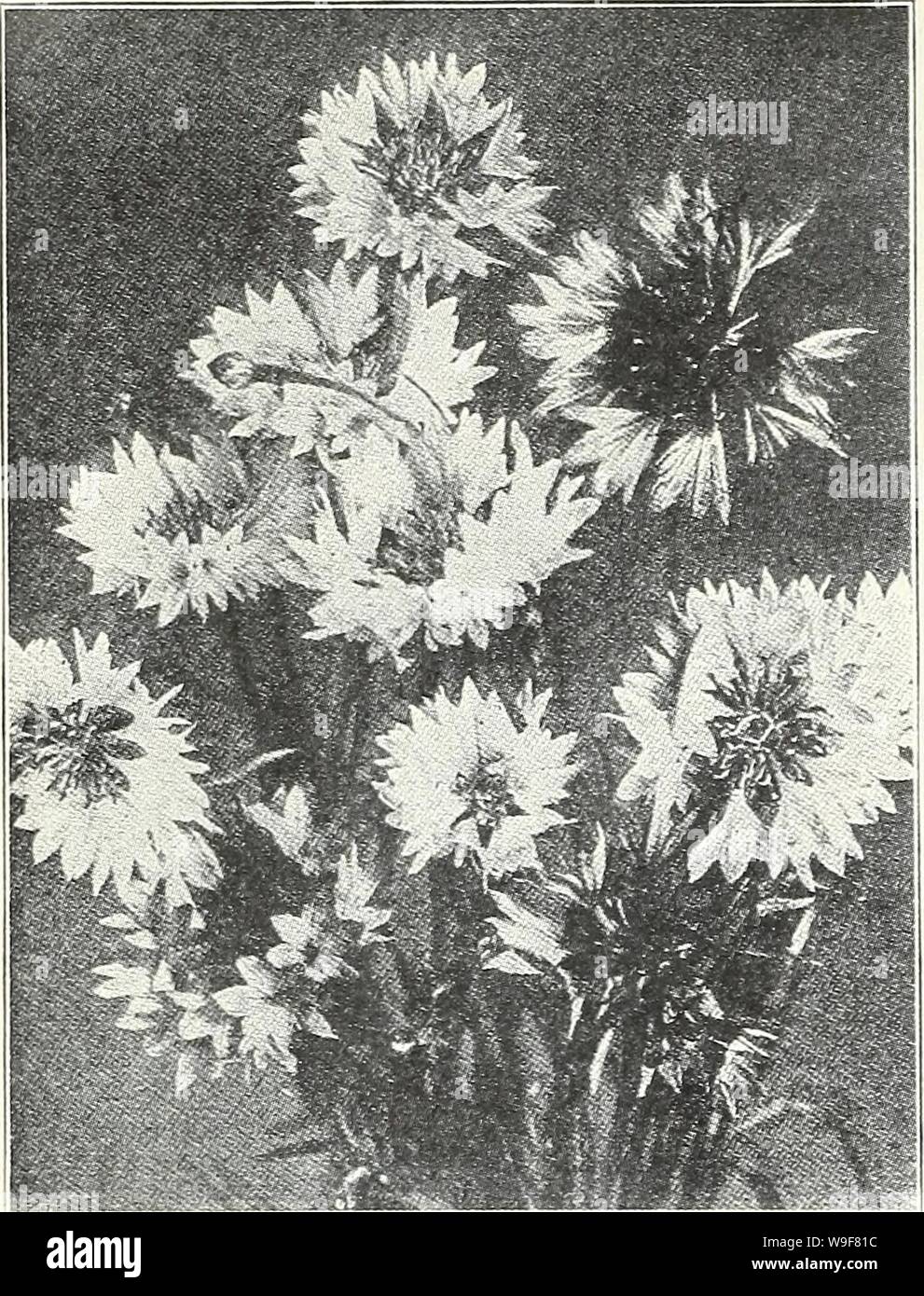 Archive image from page 21 of Currie's garden annual  spring. Currie's garden annual : spring 1934 59th year  curriesgardenann19curr 0 Year: 1934 ( Page 18 CURRIE BROTHERS CO., MILWAUKEE, WIS,    CHERIANTHUS ALLIONI (Siberian Wallflower)—A fine variety of hardy Wall- flower, used mostly as an annual having bright orange-colored flowers with dark green foliage; a splendid rock plant. Seeds, Pkt., 10c LINIFOLIUS (Alpine Wallflower)—Forms compact plants about 9 inches high with numerous small spikes of bright mauve flowers, makes a very neat line. 50c per . oz. ; 15c Pkt. CLARKIA Handsome annual Stock Photo