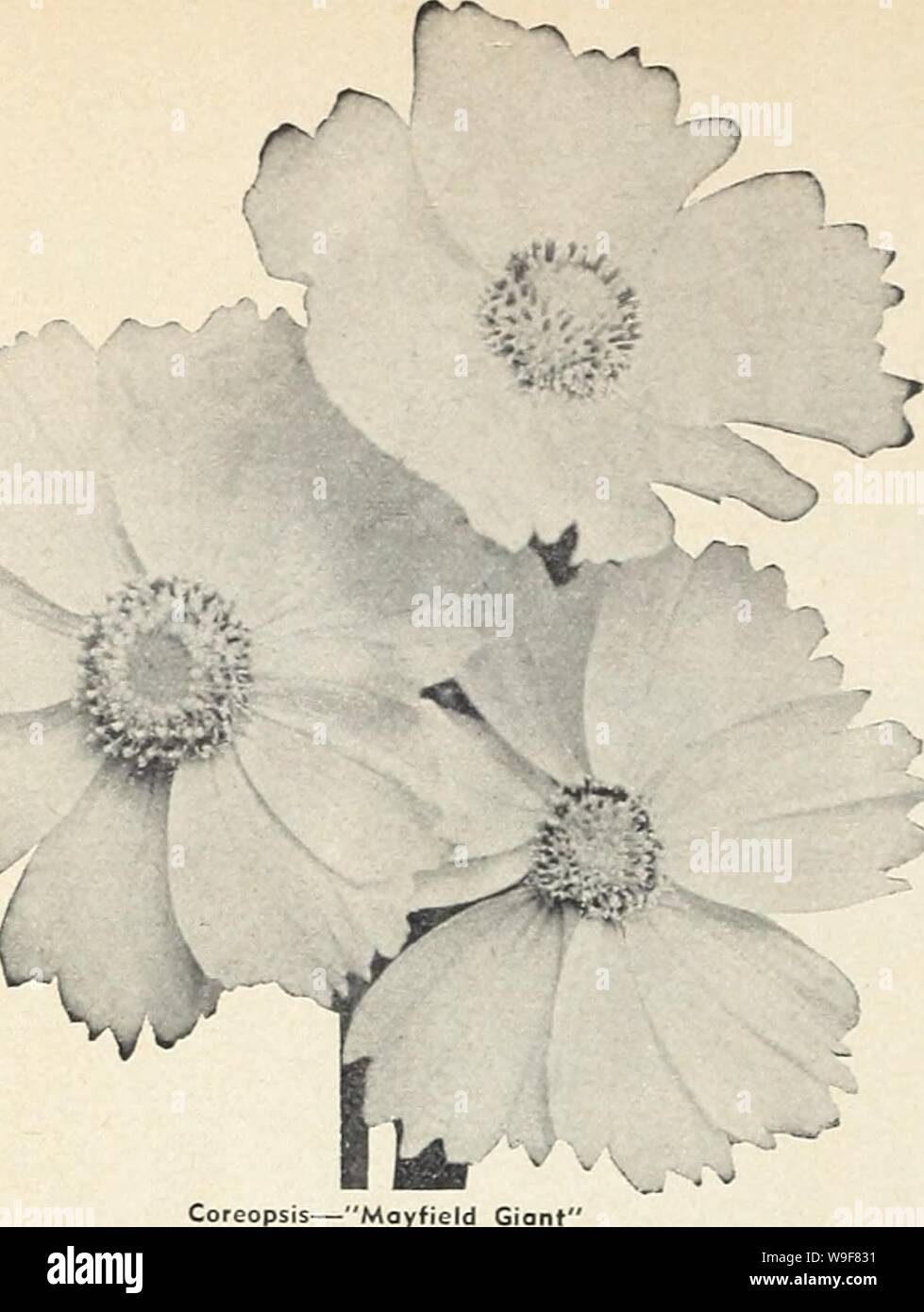 Archive image from page 21 of Currie's garden annual (1942). Currie's garden annual  curriesgardenann19curr 7 Year: 1942 ( c    Coreopsis—'Moyfield Gi ANEMONE WINDFLOWER—Lorge showy flowers. Pkt.. lOe. CORONARIA (Poppy Anemone) —Choice mixed colors. Pkt., 10c. ST. BRIGID—Double ond semi-double flowers in mony colors. Pkt., 15e. ALICE—Rosy-pink, lavender center. QUEEN CHARLOTTE—Semi-double pink. Plonts. 35e. VITIFOLIA (Huphiensis) — Single pink flowers August to lote fall. 12'. Plants, 3Se; dox., 53.50. WHIRLWIND—Large, semi-double, pure white. Plants, 35e; doz., S3.50. BAPTISIA (Folse Indigo) Stock Photo