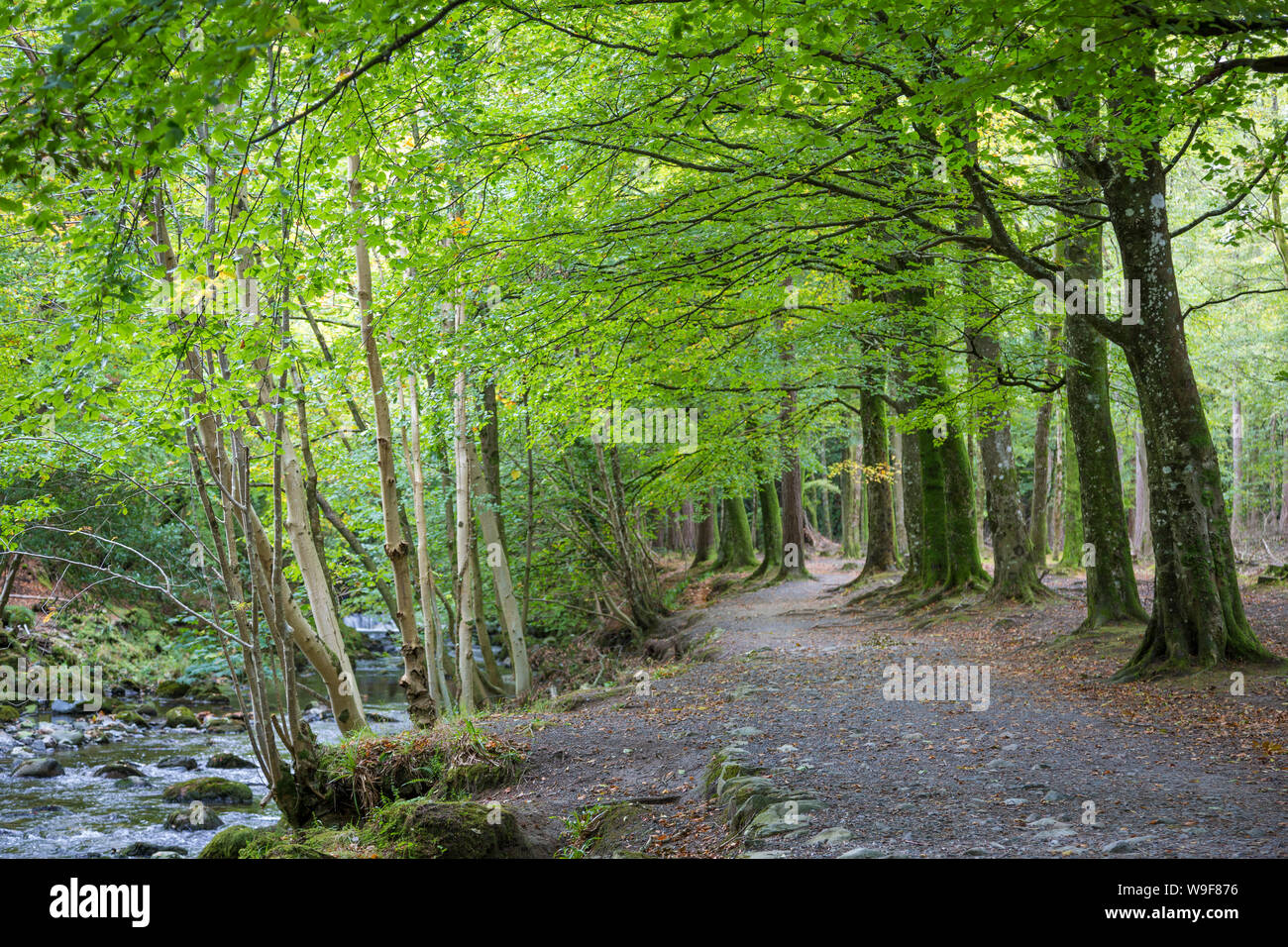 Tollymore Forest Park, Newcastle, Co Down, Northern Ireland Stock Photo