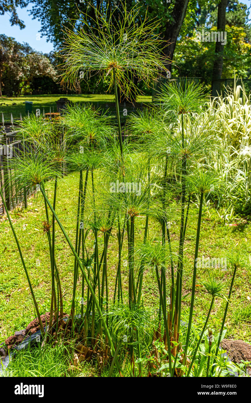 Italy, Naples, botanical garden, floral landscape with rare trees and