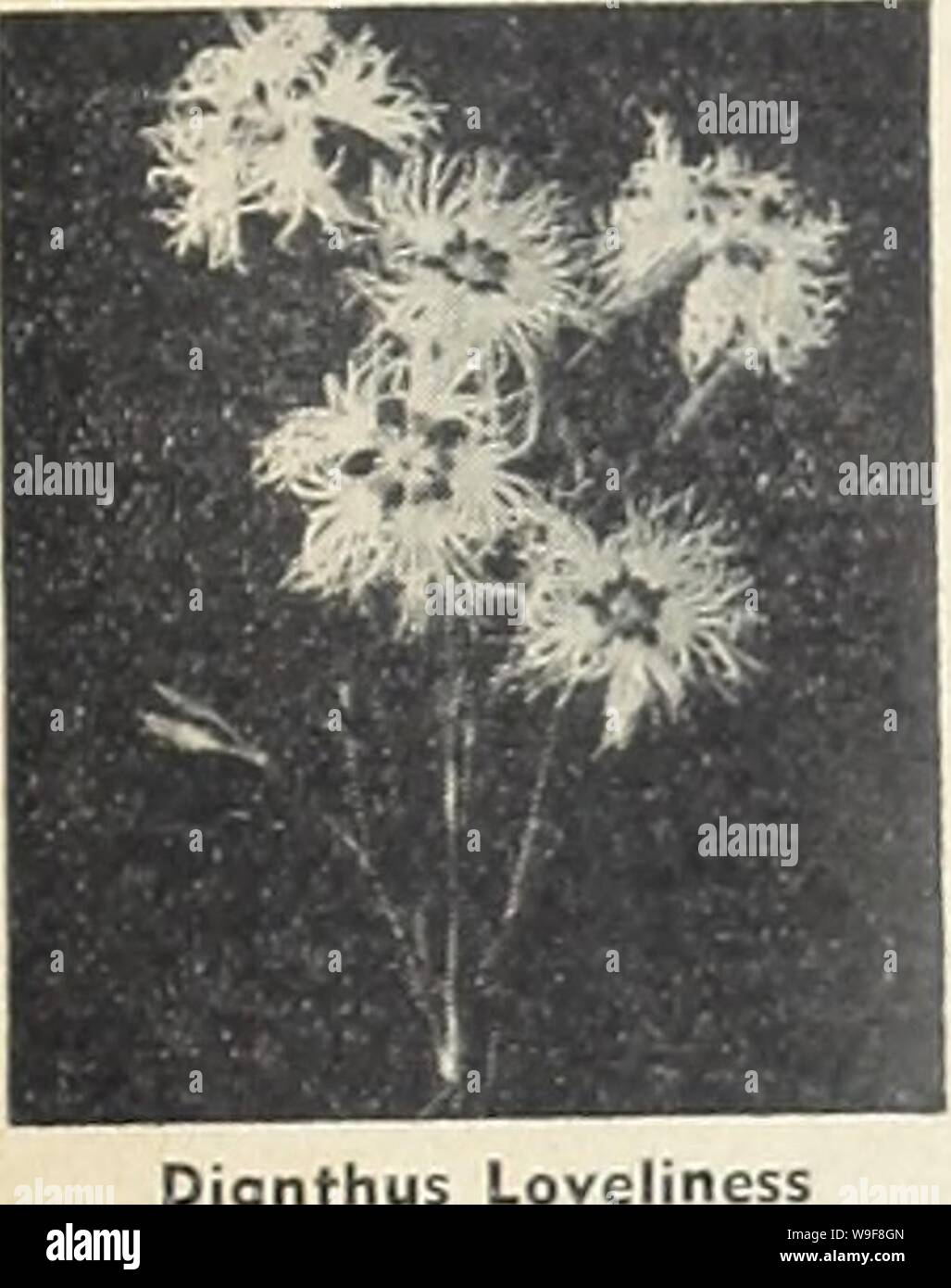 Archive image from page 22 of Currie's garden annual (1942). Currie's garden annual  curriesgardenann19curr 7 Year: 1942 ( CRUCiANELLA (Crosswort) DOUBLE DAISIES (Bellis Perennis) GIANT—Flowers measuring Z'/z' to 3' across, and might readily be mistaken for finely shaped Asters. GIANT PINK—Pkt., 10c. GIANT WHITE—Pkt., 10c. GIANT MIXED—Pkt., 10c.    DICTAMNUS (Gas Plant) FRAXINELLA ALBA — Fragrant foliage and showy flower spikes set with curiously shaped. Spider Plant like, fragrant white blooms. 3 feet. Pkt., 15c. DIELYTRA or DICENTRA (Bleeding Heart) SPECTABILIS—Long racemes of pink, heart - Stock Photo