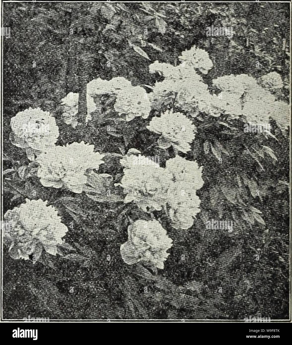 Archive image from page 23 of Currie's bulbs and plants . Currie's bulbs and plants : autumn 1928  curriesbulbsplan19curr Year: 1928 ( Shasta Daisy SHASTA DAISY A very attractive hardy plant, producing large white flowers profuselv through- out the summer months. Price, each, 25c; per dozen, ;. . . . ... $ 2.50 TRADESCANTIA (Spider Wort) Virgrinica — Produces a succession of blue flowers all summer. Price, each 25c- per dozen, 2.50 TUNICA Saxifraga — A pretty tufted plant with light pink flowers. 1 foot. Price, each. 25c: per dozen o5q AALERIANA (Hardy Garden Heliotrope) Officinalis — Bears he Stock Photo