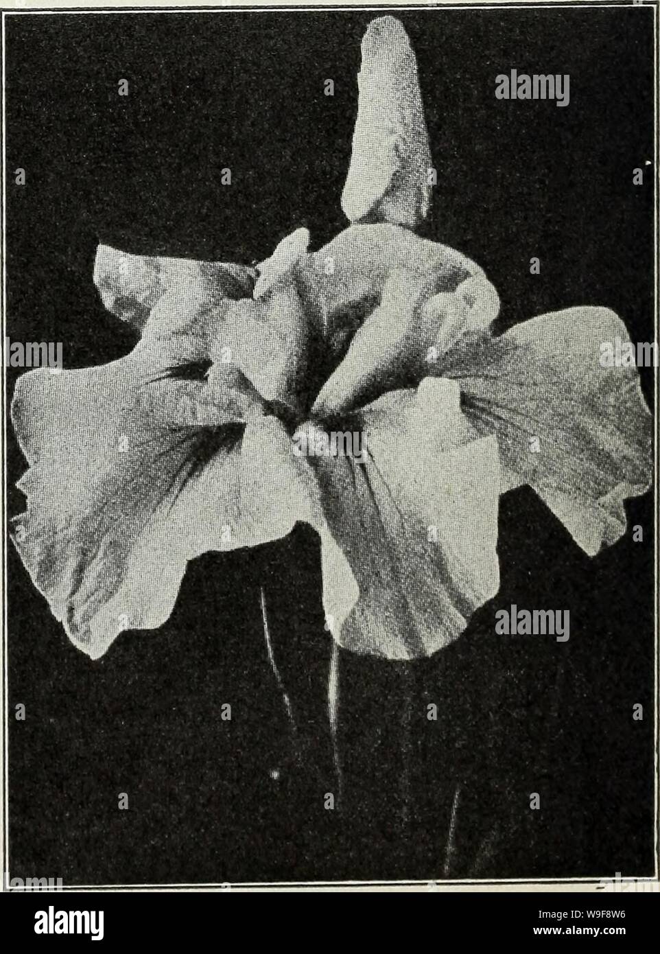 Archive image from page 23 of Currie's autumn 1929 54th year. Currie's autumn 1929 54th year bulbs and plants  curriesautumn19219curr Year: 1929 ( GERMAN IRIS An exceedingly hardy class, succeeding in almost any situation; a dry, sunny location suits them best. Caprice—Standards, reddish mauve; falls rosy red. Each, 35c. Fairy—Bluish white, fragrant. Gertrude—Standards and falls purplish-blue. Each 35c. Helga—Large, early yellow. Her Majesty—Standards lovely rose-pink; falls bright crimson, tinged a darker shade. Hetheranth—Standards bright blue; falls deeper, early. Juinata—Standards and fall Stock Photo