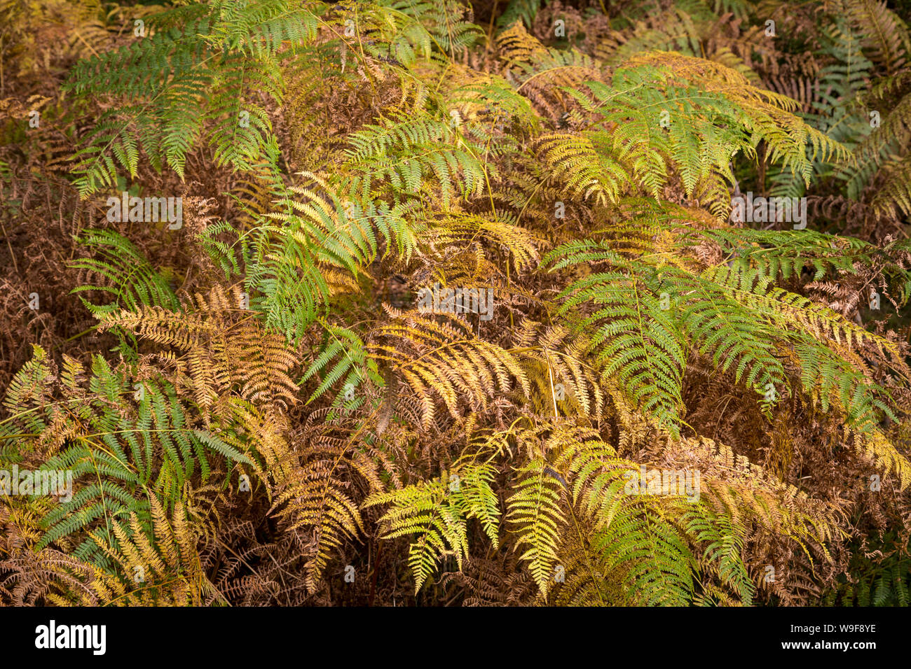 yellow gorse and fern in the Tollymore Forest Park Stock Photo