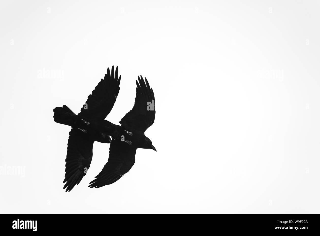 Pair of Ravens in flight, silhouette Stock Photo
