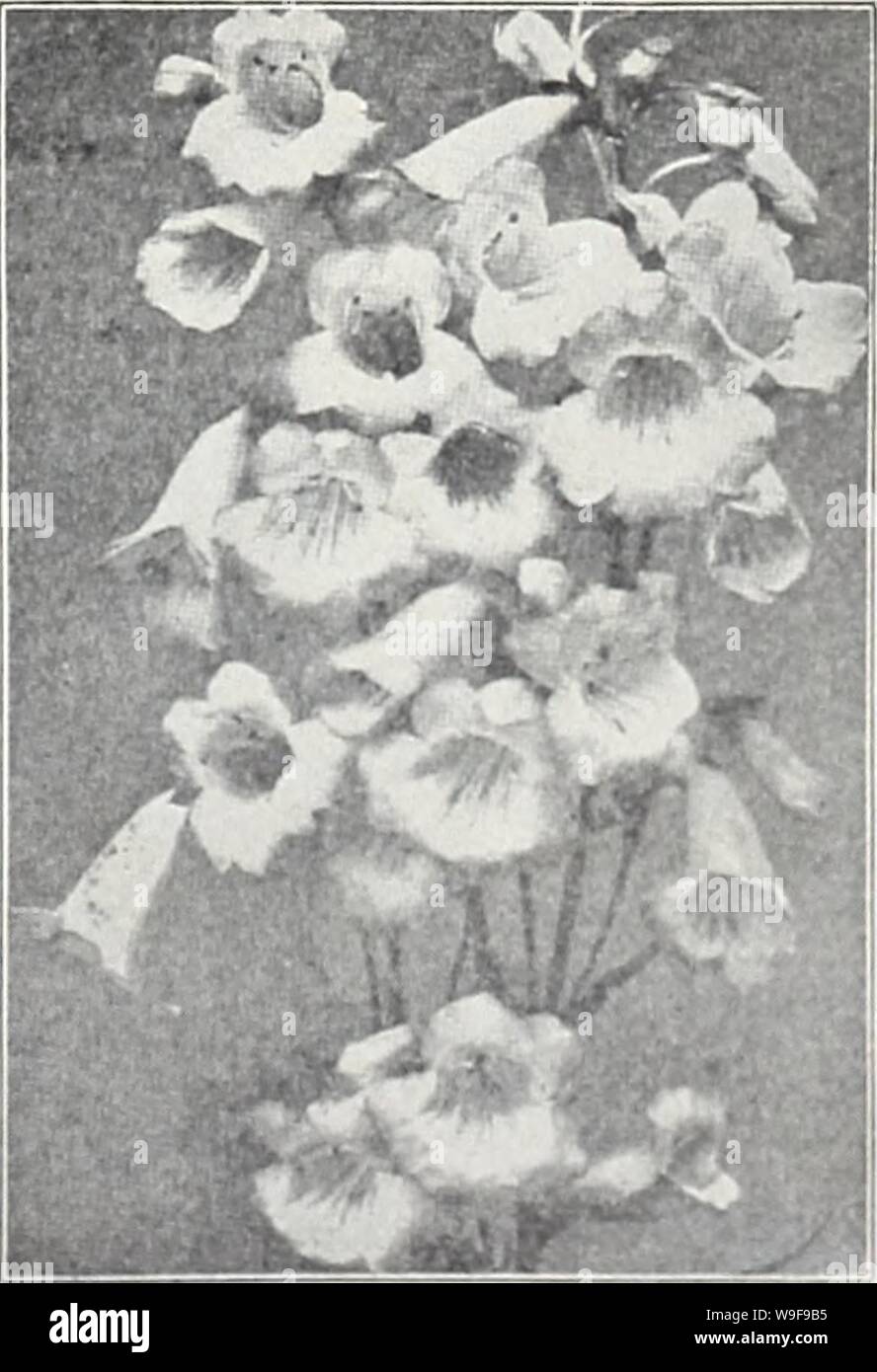 Archive image from page 24 of Currie's 65th year garden annual. Currie's 65th year garden annual  curries65thyearg19curr Year: 1940 ( Lilies GROW YOUR OWN LILIES FROM SEED AURATUM PLATYPHYLLUM (Gold Bonded Lily ot Japan) — Ivory white, spotted with crim- son. Pkt., 20c. HENRYI (Yellow Show Lily) — Rich apricot yellow blooms with a few brown spots. 5 to 6 feet high. Pkt., 25c. FORMOSANUM (Dream Lily) — Long white, trumpet-shaped flowers, slightly marked reddish brown. Pkt., 20c. SPECIOSUM MAGNIFICUM (Show Lily)—Ivory-white, heav- ily suffused with rosy crimson. 3-4 feet. Pkt., 25c. TENNUIFOLIUM Stock Photo