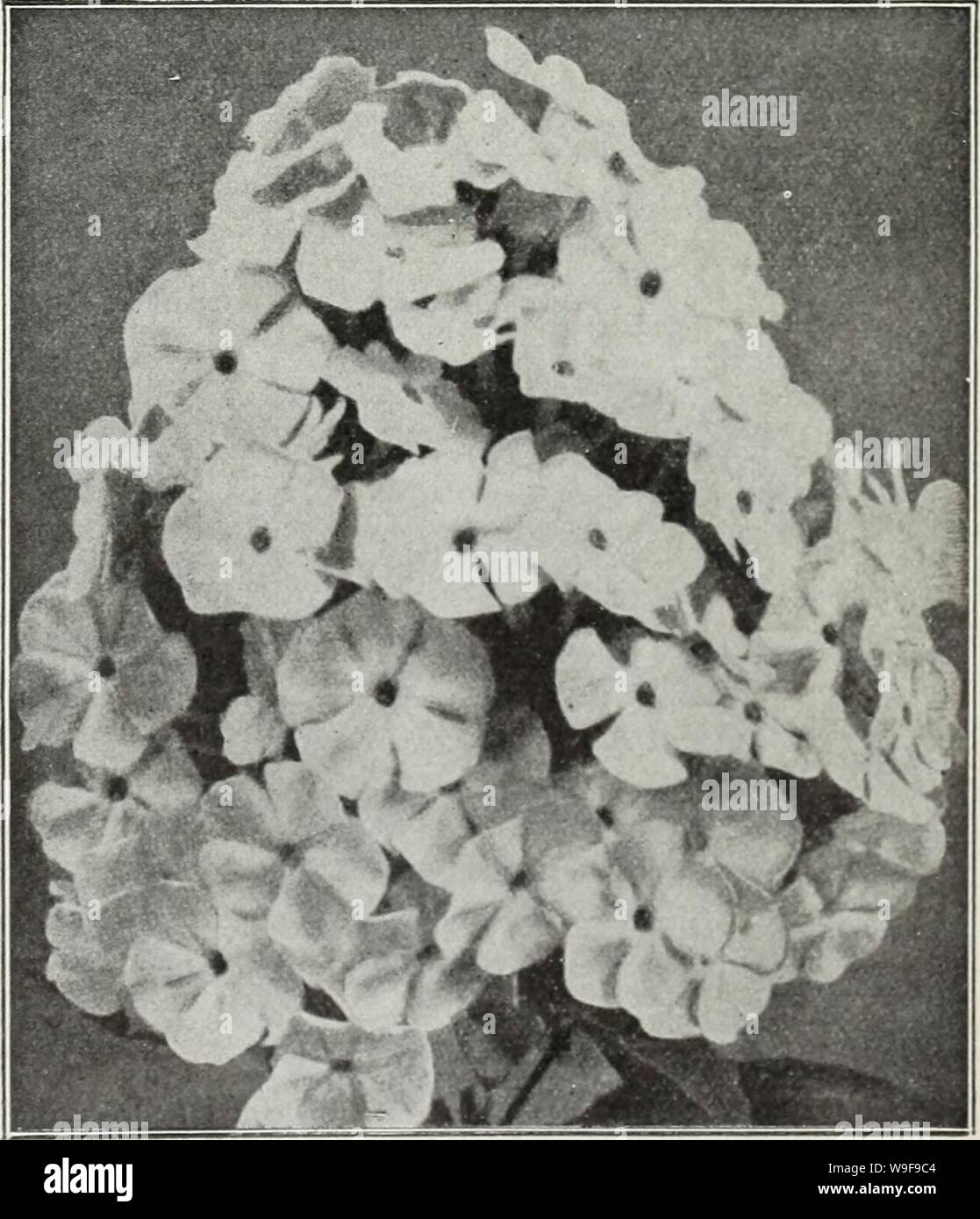 Archive image from page 24 of Currie's autumn 1929 54th year. Currie's autumn 1929 54th year bulbs and plants  curriesautumn19219curr Year: 1929 ( MONARDA (Bergamot) Showy hardy plants with aromatic foliage, from 2 to 3 feet high, bearing bright flowers during July and August. Didyma, Cambridge Scarlet (Oswego Tea)—Brilliant crimson-scarlet. Rosea (Bee Balm)—Deep rose colored. Violacea—Bright amaranth red. Price, each, 25c; per dozen, 2.50. MYOSOTIS (Forget-me-not) Palustris Semperflorens—Azure blue, blooming continuously throughout the season; fine for shady nooks. Price, each, 25c; per dozen Stock Photo