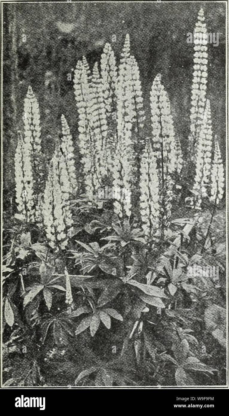 Archive image from page 24 of Currie's autumn 1929 54th year. Currie's autumn 1929 54th year bulbs and plants  curriesautumn19219curr Year: 1929 ( Currie's Seed Store, Milwaukee, Wisconsin 19    MONARDA (Bergamot) Showy hardy plants with aromatic foliage, from 2 to 3 feet high, bearing bright flowers during July and August. Didyma, Cambridge Scarlet (Oswego Tea)—Brilliant crimson-scarlet. Rosea (Bee Balm)—Deep rose colored. Violacea—Bright amaranth red. Price, each, 25c; per dozen, 2.50. MYOSOTIS (Forget-me-not) Palustris Semperflorens—Azure blue, blooming continuously throughout the season; f Stock Photo