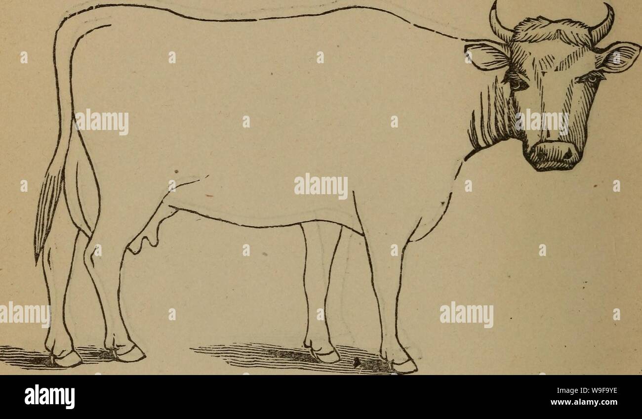 Archive image from page 25 of Cunningham's device for stockmen and. Cunningham's device for stockmen and farmers  cunninghamsdevi00cunn Year: 1882 ( Color Marks DESCRIPTION Weight Stock Photo