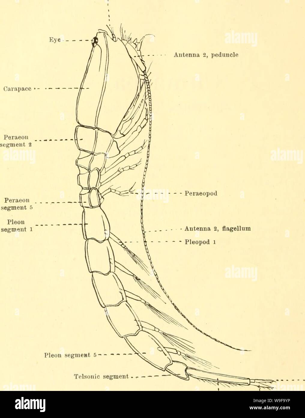 Archive image from page 25 of Cumacea (Sympoda) (1913). Cumacea (Sympoda)  cumaceasympoda00steb Year: 1913 ( Cumacea first, second, and third, with the carapace and of one with an- other among themselves, each limb of the first pair having its Antenna i Antenna 2, peduncle Carapace    Antenna 2, flageUum Pleopod 1 Pleon segmeiat 5- Telsonic segment - ' Exopod of uropod Uropod peduncle Fig. 1. Bodotria arenosa (after G. 0. Sars). Endopod of uropod exopod or swimming-branch, an appendage which may or may not recur on any or all of the three following pairs but is never found on the fifth pair; 3 Stock Photo