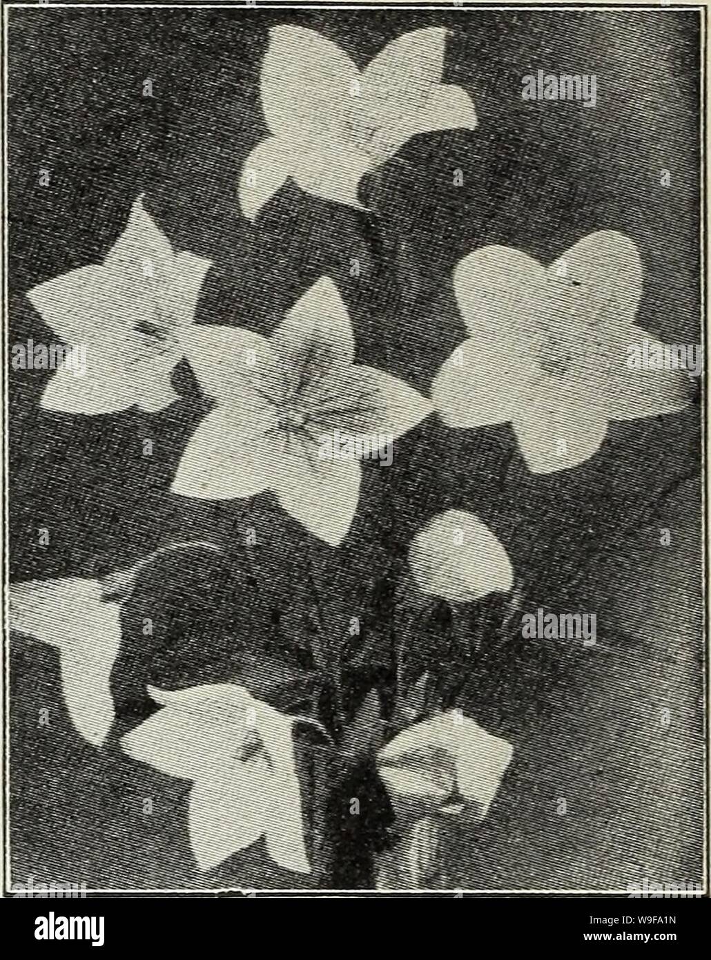 Archive image from page 25 of Currie's autumn 1929 54th year. Currie's autumn 1929 54th year bulbs and plants  curriesautumn19219curr Year: 1929 ( RANUNCULUS (Buttercup) Acris fl. pi.—Double golden-yellow flowers. Repens, fl. pi.—A creeping variety with golden-yellow flowers. Price, each, 25c; per doz., 2.50. RUDEBECKIA (Cone Flowers) Fulgida—Orange yellow with black center. Golden Glow—Grows 6 feet high, bearing masses of double golden-yellow flowers. Purpurea—Large, reddish-purple flowers with brown cone. Price, each, 25c; per dozen, 2.50. SALVIA (Meadow Sage) Azurea Grandiflora—Bears pretty Stock Photo