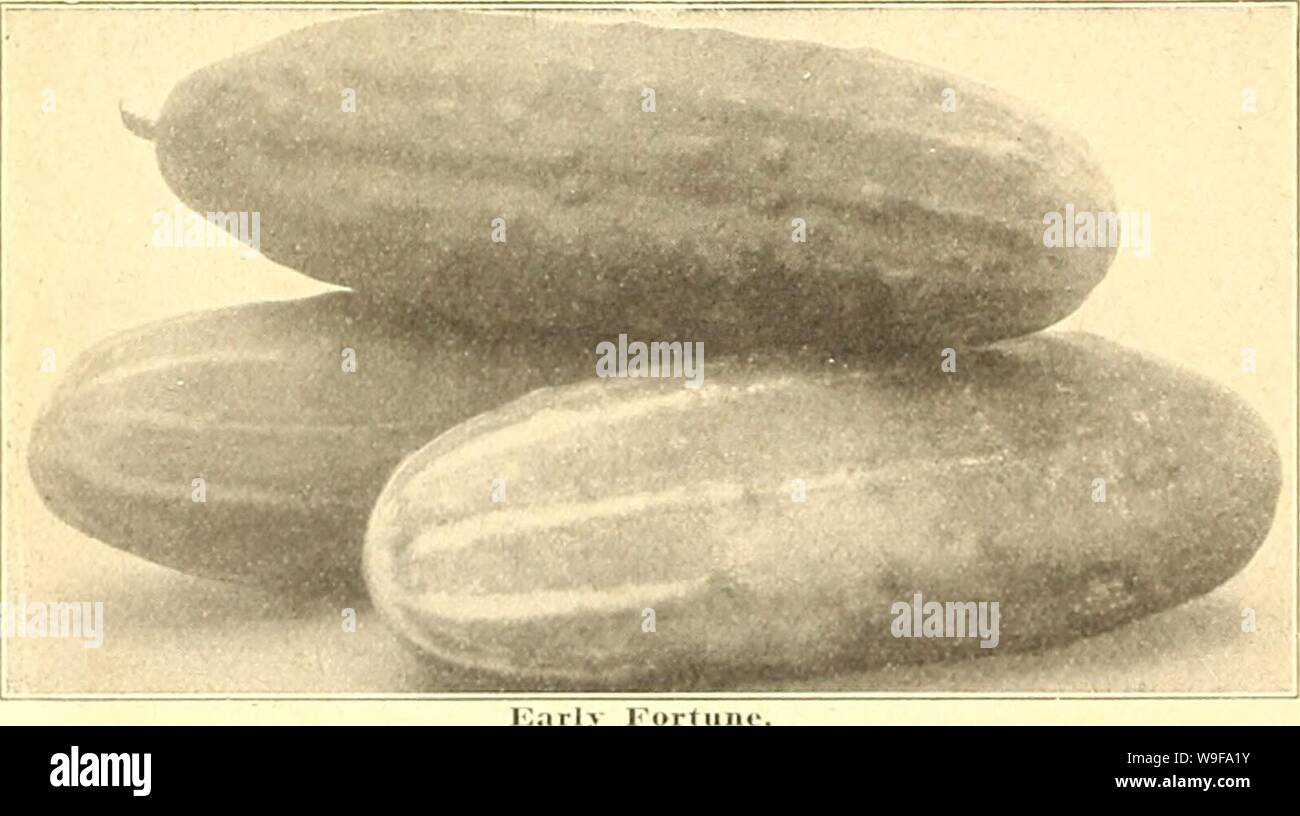 Archive image from page 25 of Currie's farm and garden annual. Currie's farm and garden annual : spring 1927 52nd year  curriesfarmgarde19curr 10 Year: 1927 ( Improved Early White Spine. CUCUMBERS 1 o/.. 4(1 loii iiiiis. :: to ; Culture—Do not sow Cucumber Seed In cold soil. Should yo or indoors, placing- five seeds in each and thin out to three plant open, being careful not to disturb the roots as they are very te and the ground must be fairly warm, and if you have a small w stones or stakes: this helps to warm the soil. An excellent met manure in each hill. Several varieties should be grown, Stock Photo