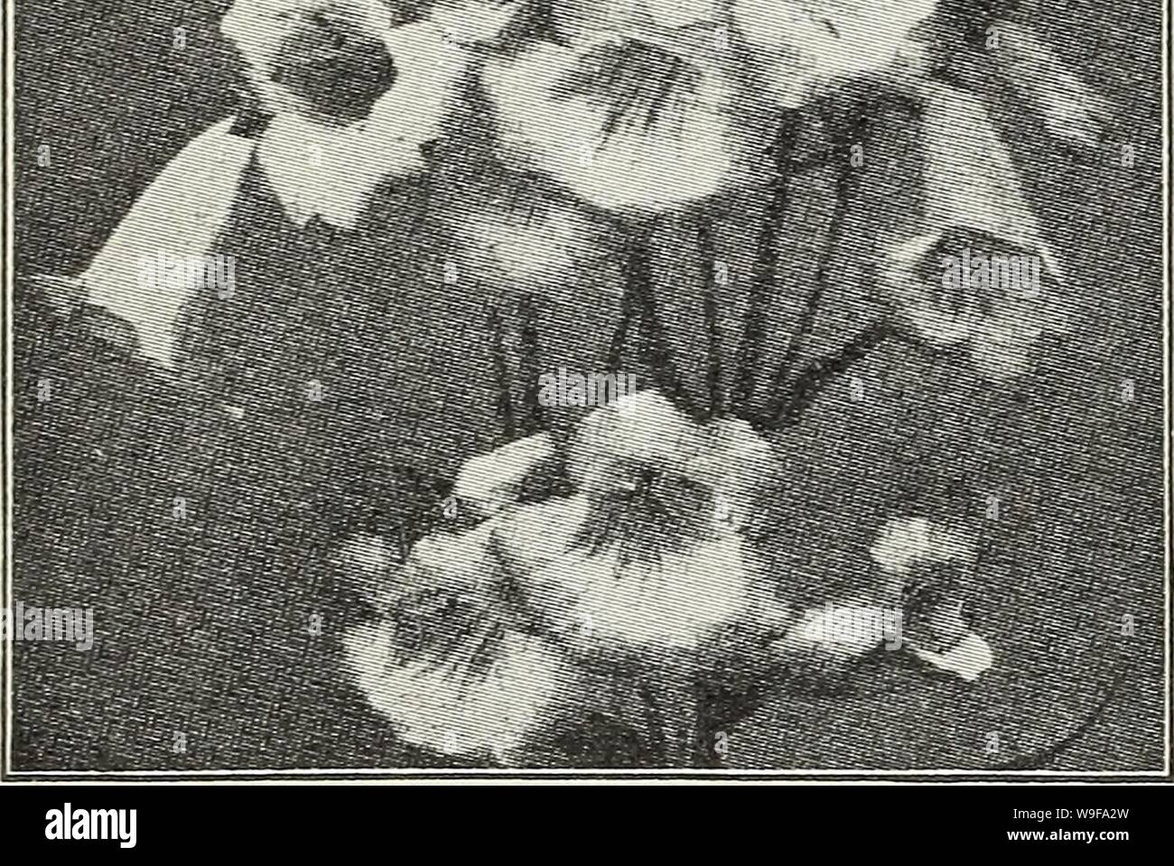 Archive image from page 25 of Currie's autumn 1929 54th year. Currie's autumn 1929 54th year bulbs and plants  curriesautumn19219curr Year: 1929 ( wBta ;     RANUNCULUS (Buttercup) Acris fl. pi.—Double golden-yellow flowers. Repens, fl. pi.—A creeping variety with golden-yellow flowers. Price, each, 25c; per doz., 2.50. RUDEBECKIA (Cone Flowers) Fulgida—Orange yellow with black center. Golden Glow—Grows 6 feet high, bearing masses of double golden-yellow flowers. Purpurea—Large, reddish-purple flowers with brown cone. Price, each, 25c; per dozen, 2.50. SALVIA (Meadow Sage) Azurea Grandiflora—B Stock Photo