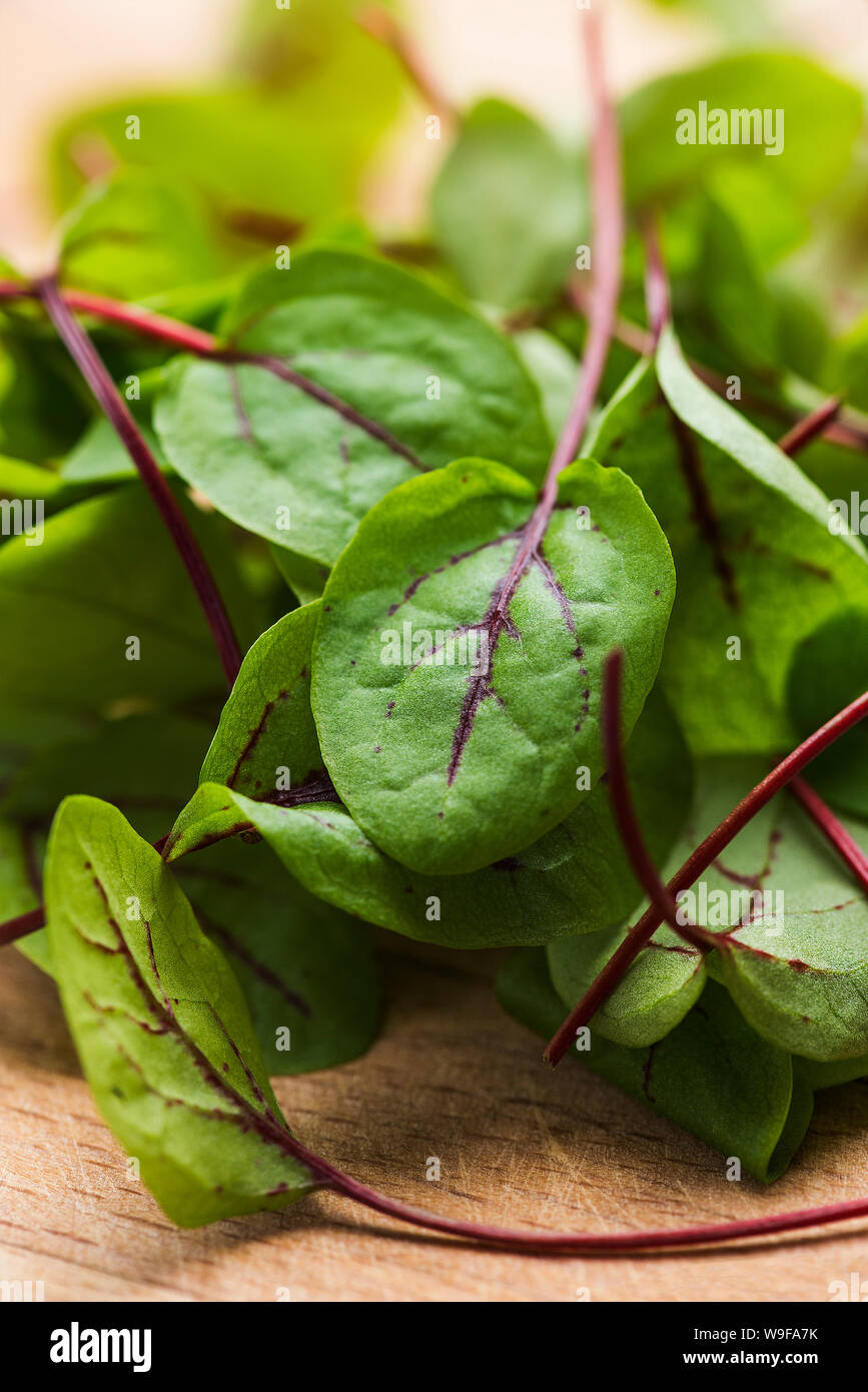 Red vein sorrel micro herb close up Stock Photo