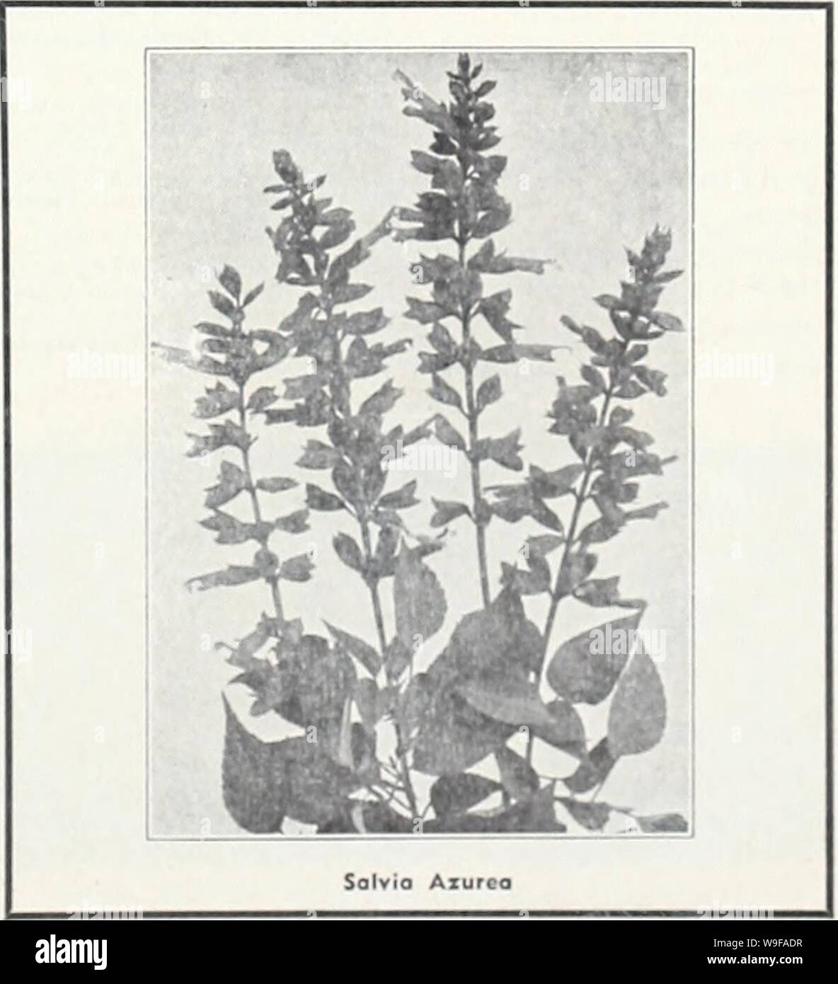 Archive image from page 26 of Currie's 65th year garden annual. Currie's 65th year garden annual  curries65thyearg19curr Year: 1940 ( -TiTOH SILENE (Catchfly) PENDULA COMPACTA — Dworf, hardy perennial, pretty pink flowers; 6'. Pkt., 10c. SCHAFTA (Autumn Catchfly) — Masses of bright pink flowers from July to October. Plants, 25e; seeds, Pkt., 15c. ALPESTRIS—Dwarf rock plant, 4' high, pure white flowers in May and June. Plants, 25e; doi., $2.50. STATIC E (Sea Lavender) LATIFOLIA—Tufts of leathery leaves, large heads of purplish- blue flowers. Plants, 25c; doi., $2.50; seeds, Pkt., 10c. DUMOSA De Stock Photo