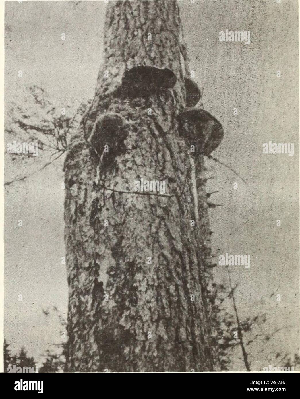 Archive image from page 26 of Cull factors for Sitka spruce,. Cull factors for Sitka spruce, western hemlock, and western redcedar in southeast Alaska  cullfactorsforsi06kimm Year: 1956 ( Fig. 16.—Conks of Fomes robustus on bole of felled tree showing dead side caused by this fungus. Some conks and injuries that are reliable indicators of cull in western hemlock    Fig. 15.—Fomes applanatus conks and rotten stub protruding from lower bole. Stock Photo