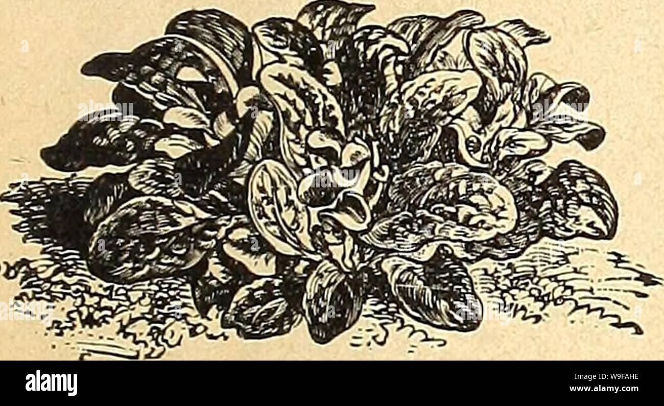 Rooted feet hi-res stock photography and images - Alamy